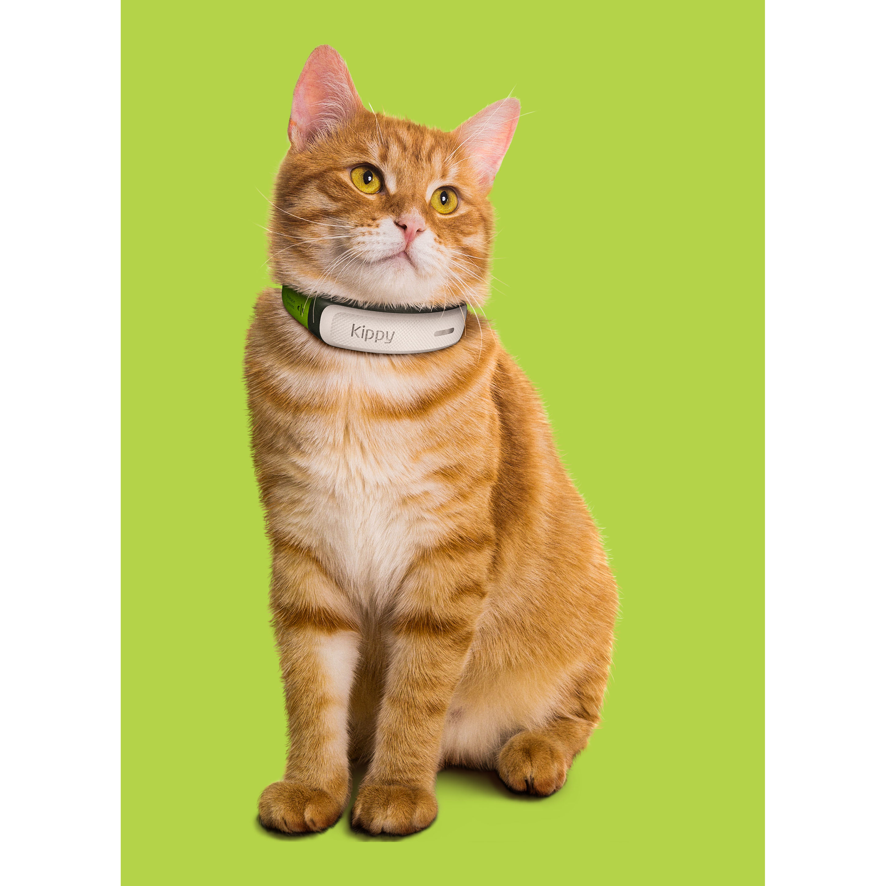 Kippy CAT GPS-Halsband für Katzen