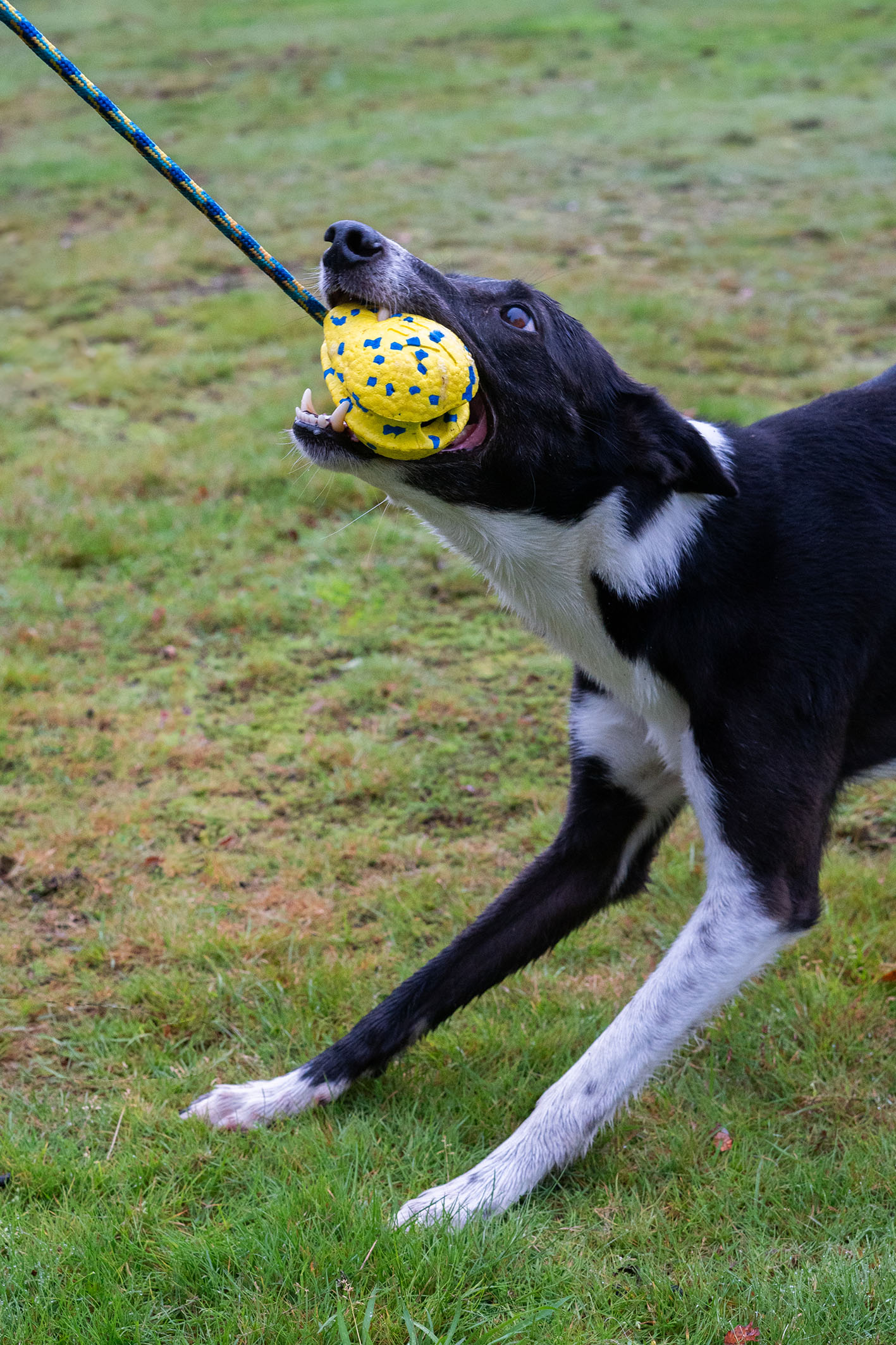 Zeus Nitro Slinger Ball, 9.4cm, gelb