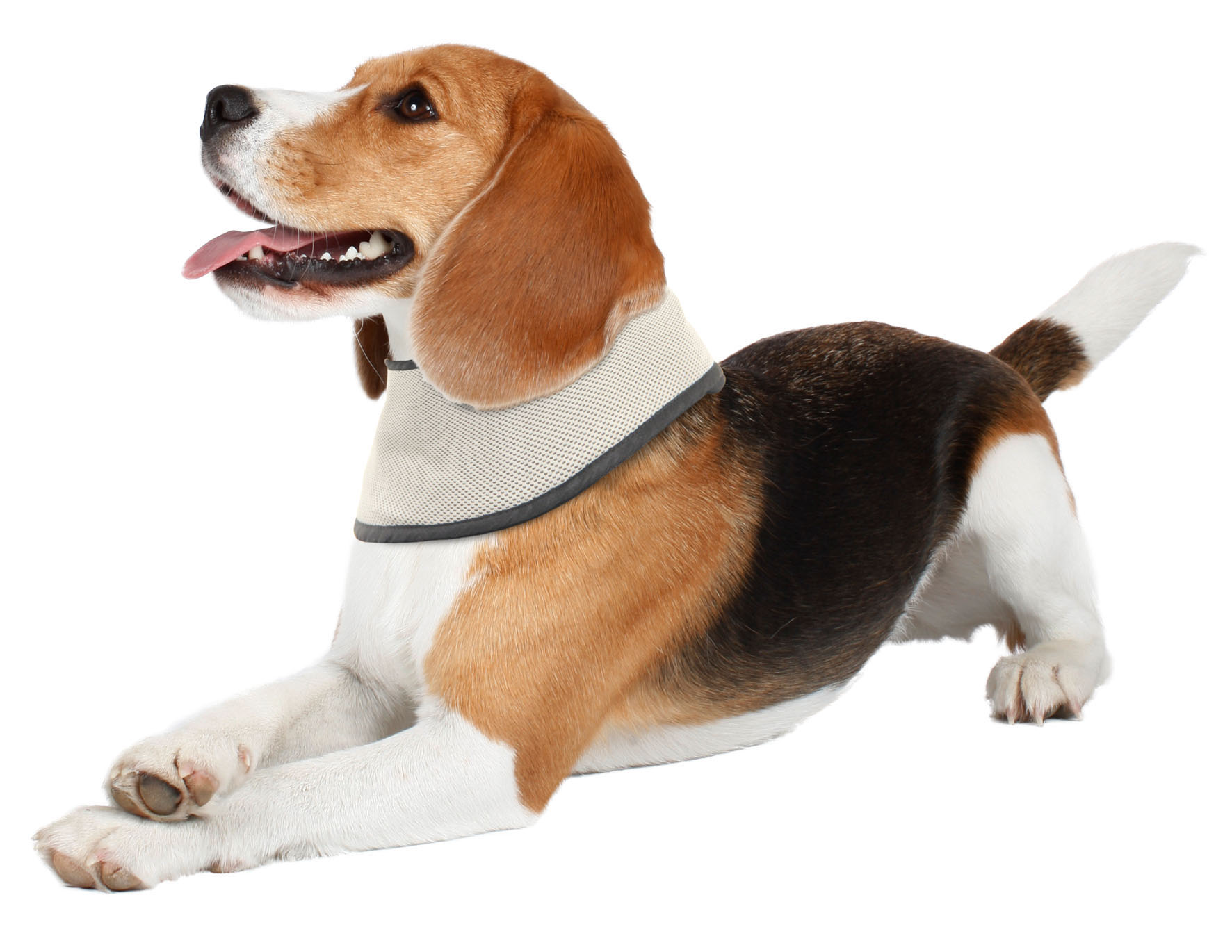 swisspet Kühlhalstuch