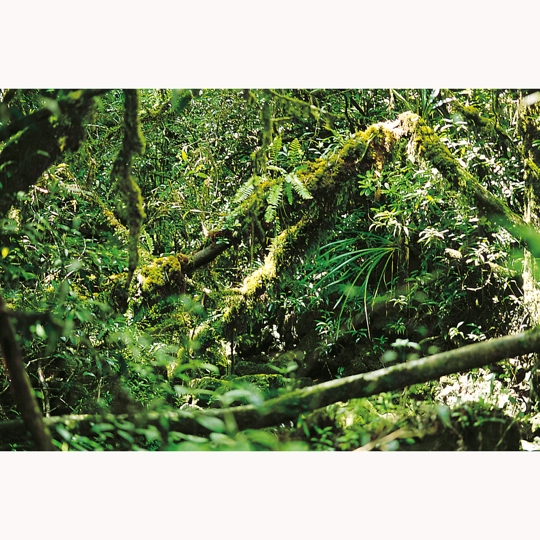 Exo Terra Leuchtstoffröhren Natural Light