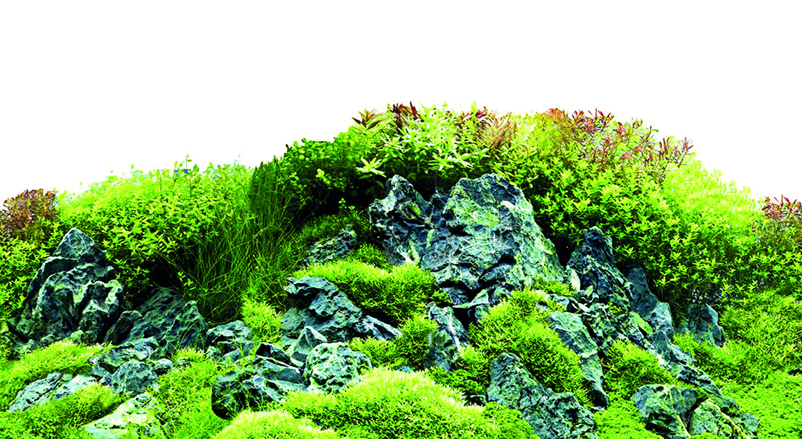 Fotorückwand Motive – Pflanzen & Wurzel, H: 60cm, Preis per Meter