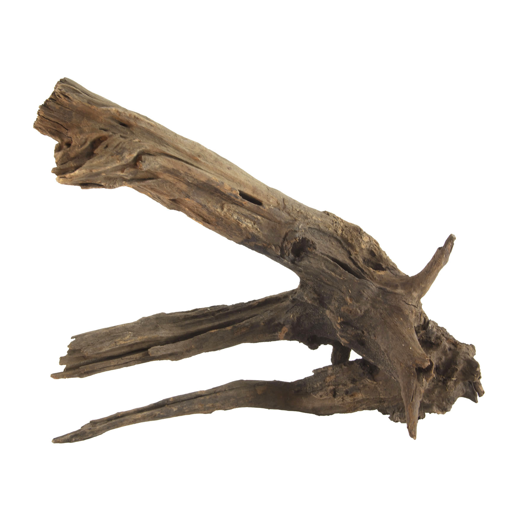 Radice fluviale naturale - Dimensioni M