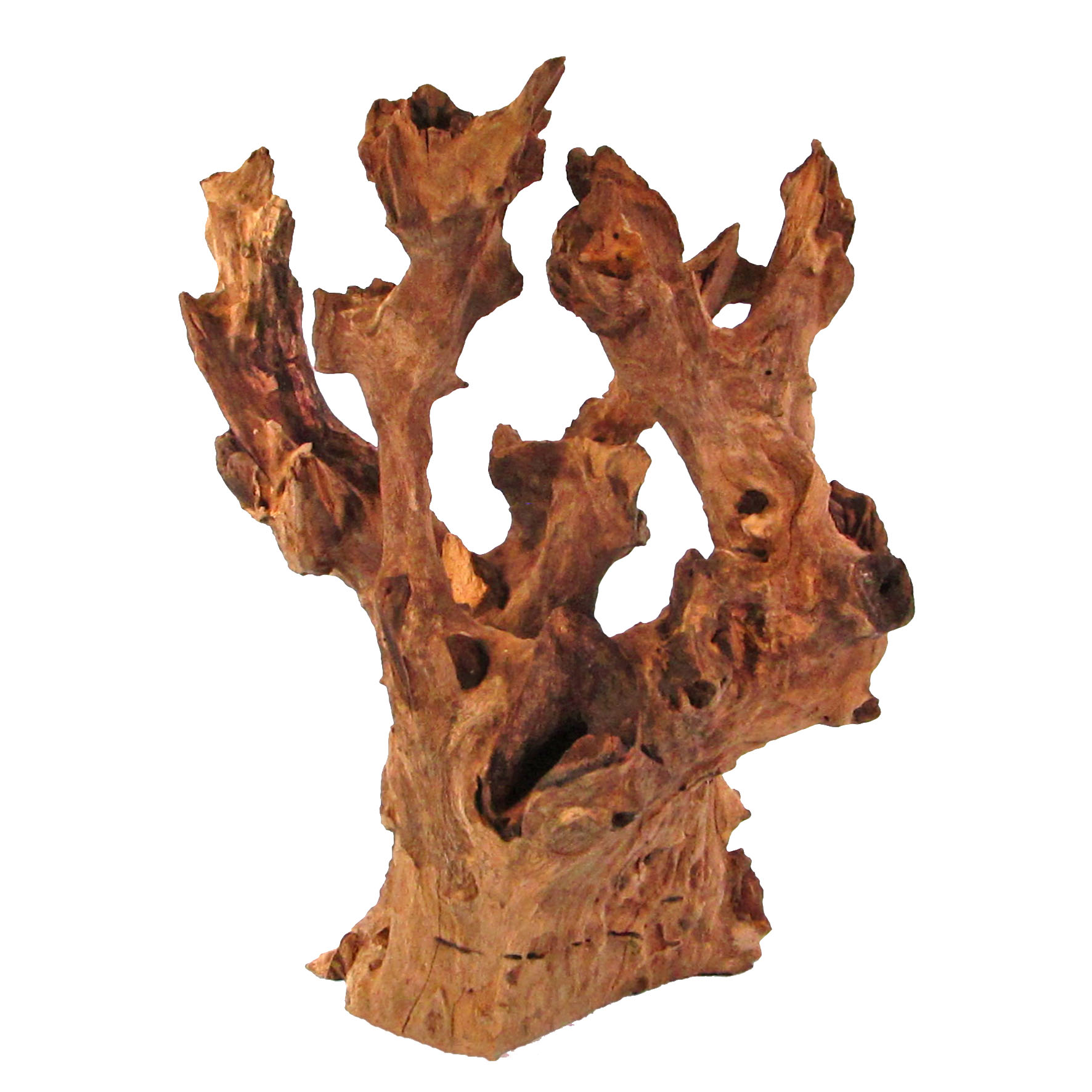 Orbit Barico racine, medium, 25-40cm