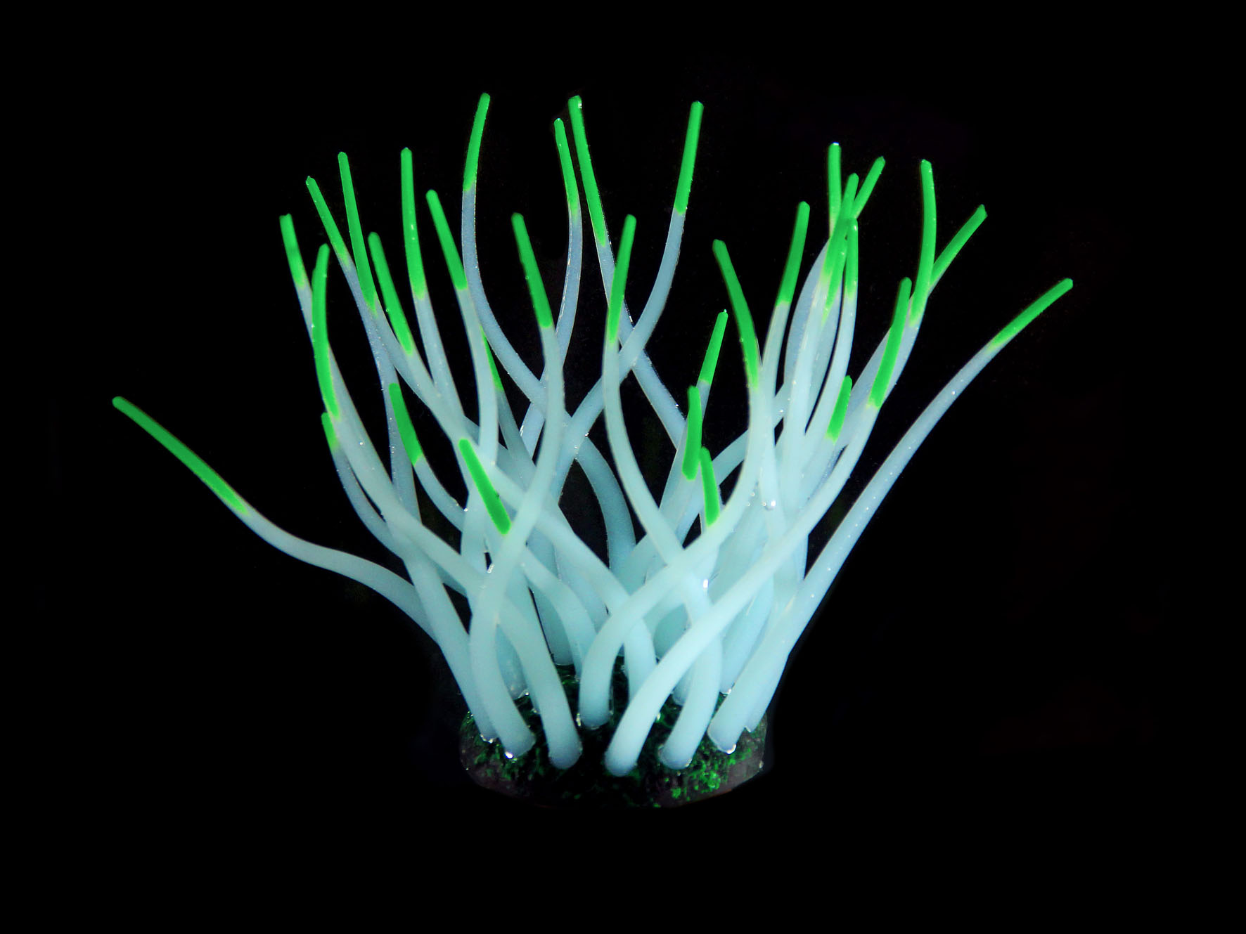Amazonas piante in plastica FLUO Anemone di mare, azzurro chiaro/verde