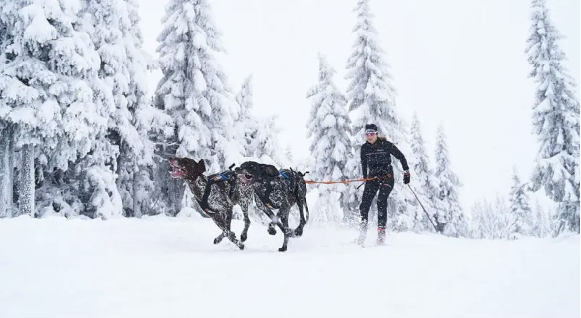 Non-stop Bungee Leash - Führleine schwarz/orange, 20mm/200cm
