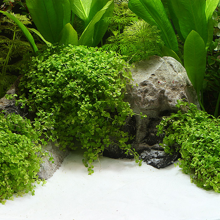 Dennerle Natural Gravel Bairaman, 0,1-0,3mm, 500g