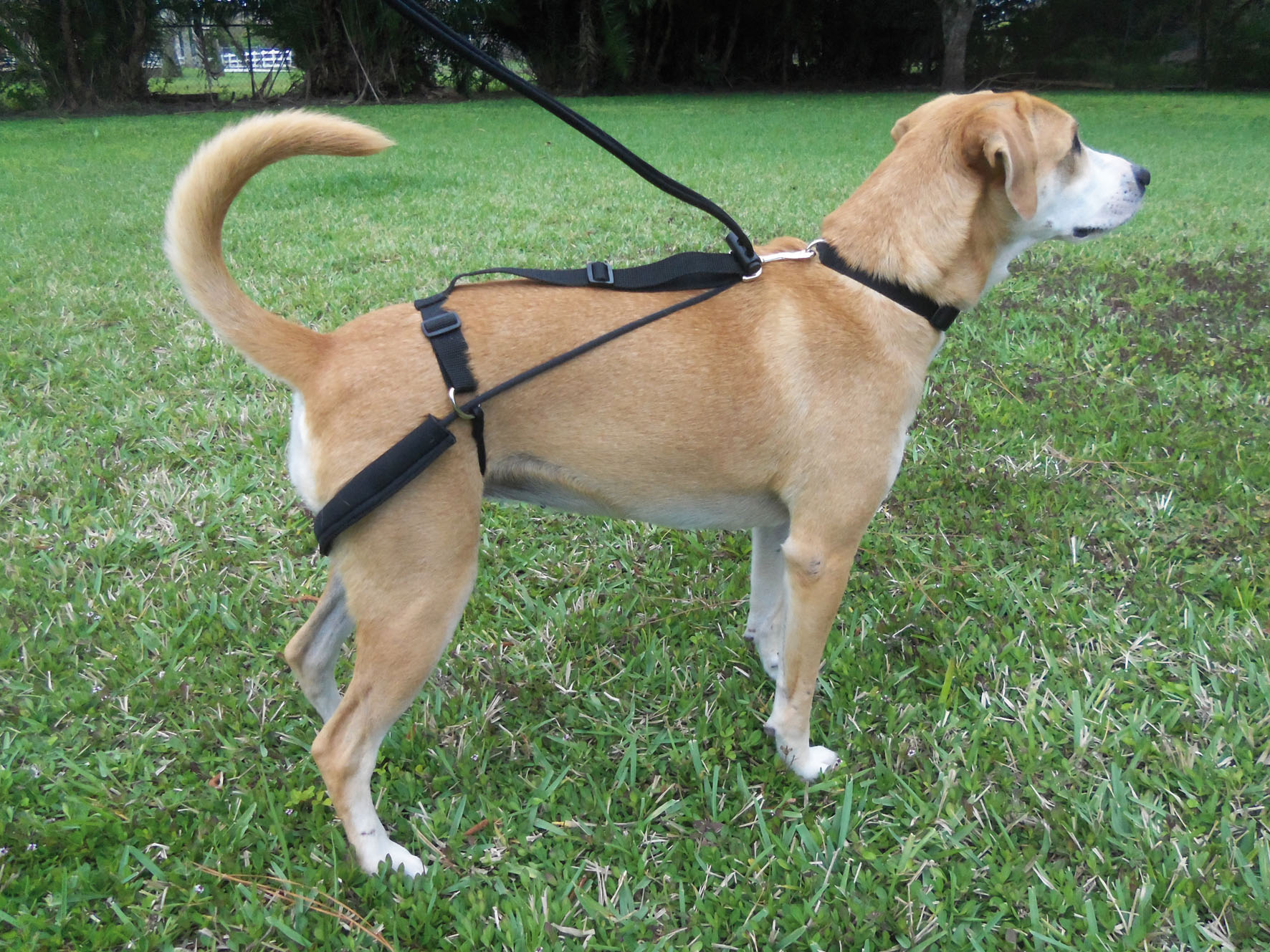 Dr. Horgan harnais d‘éducation