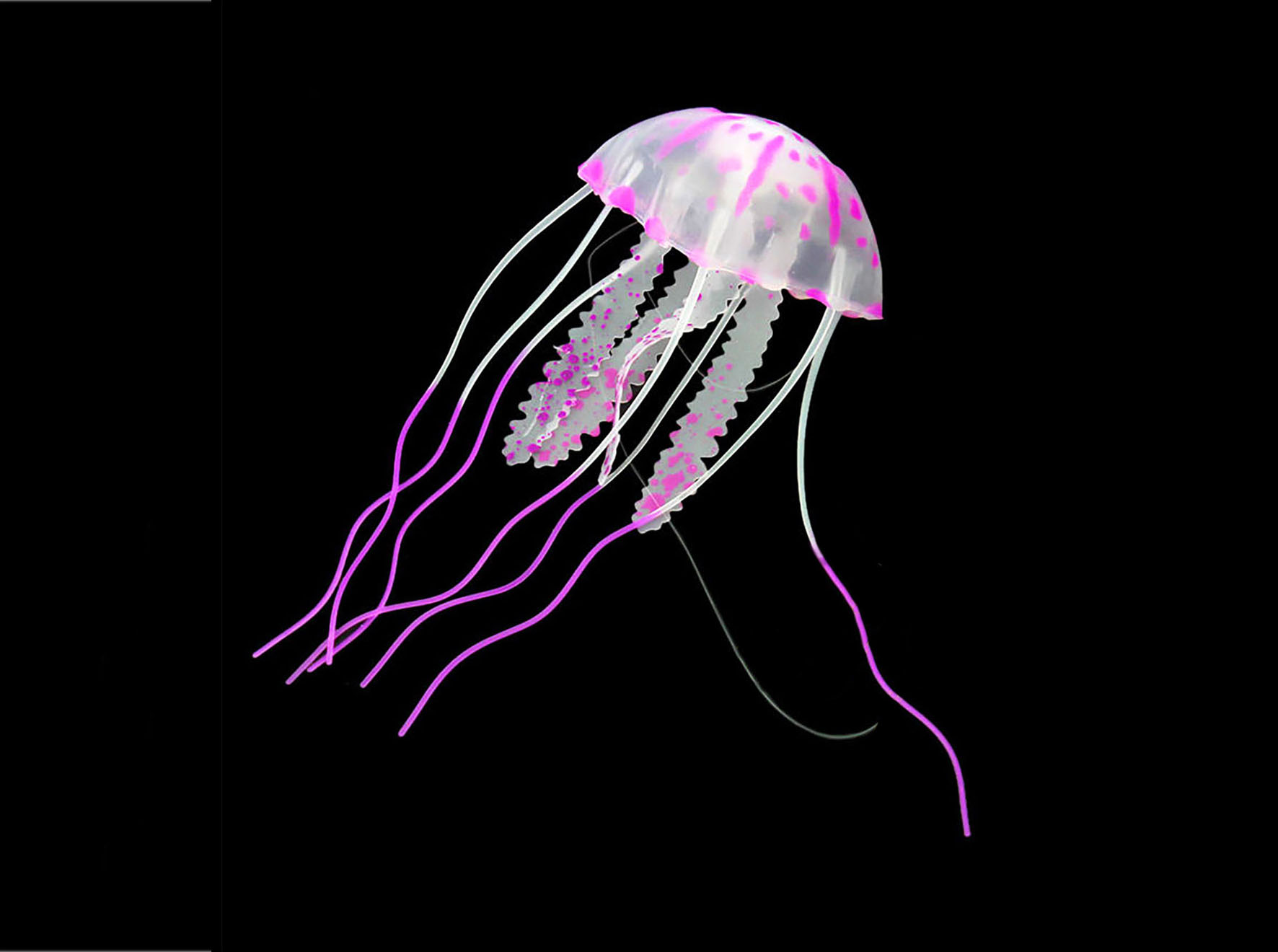 Amazonas Floating Qualle