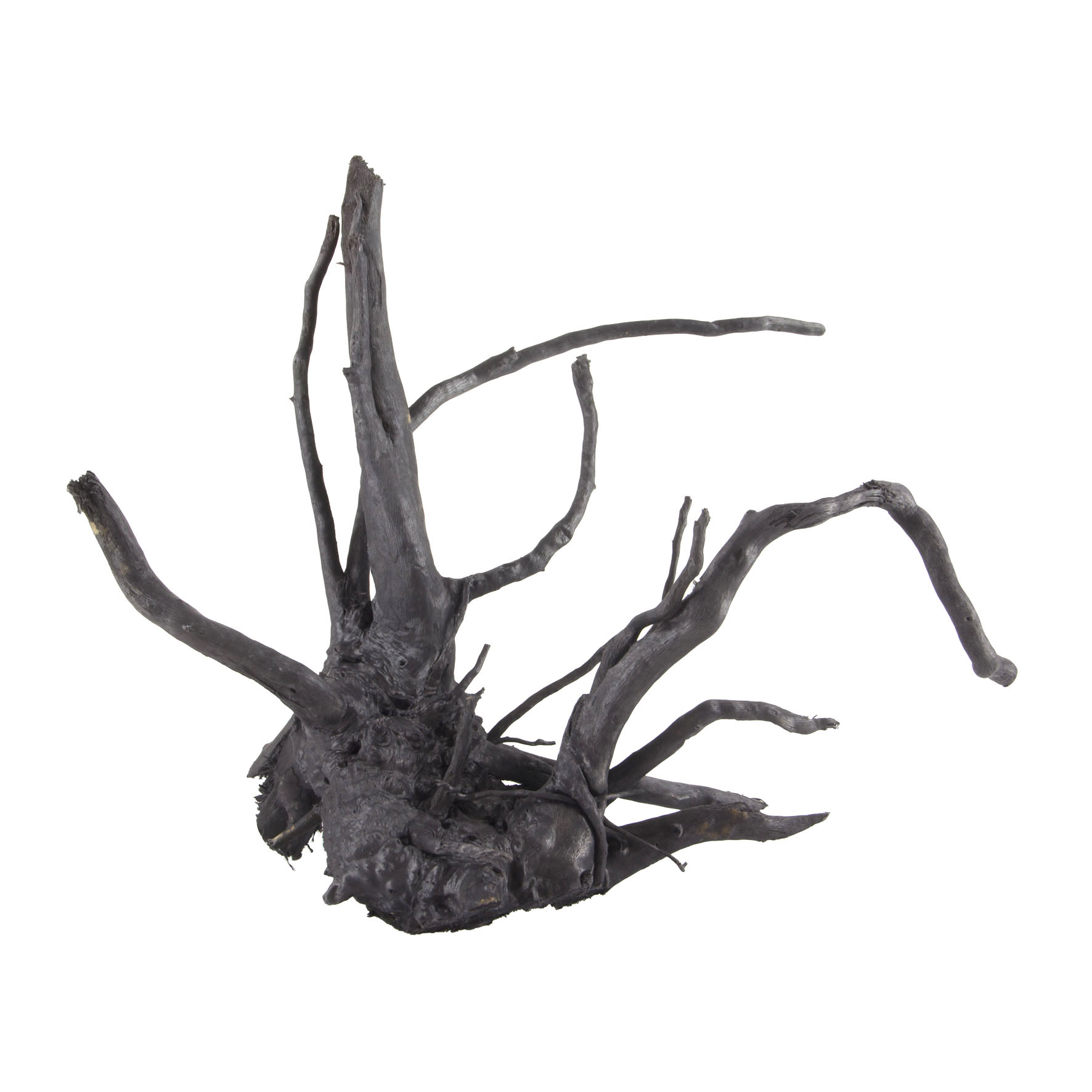 Schwarze Moorwurzel - Grösse M