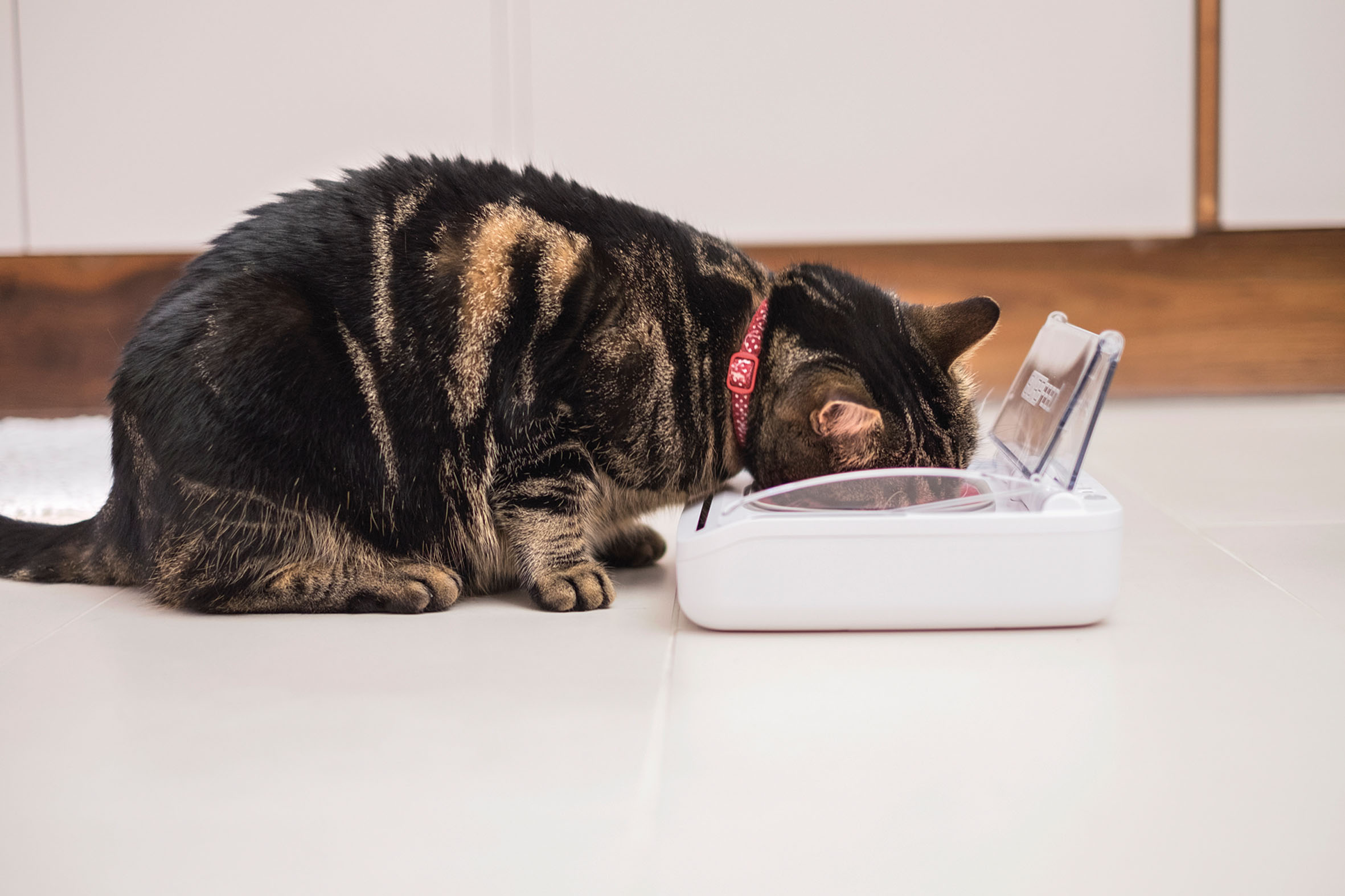 Surefeed Futterautomat, luftdicht