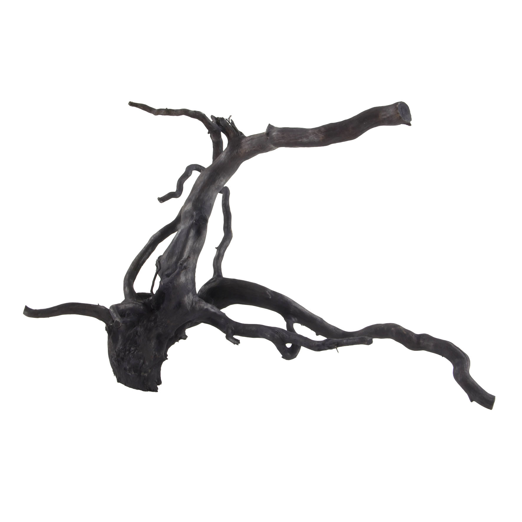 Schwarze Moorwurzel - Grösse L