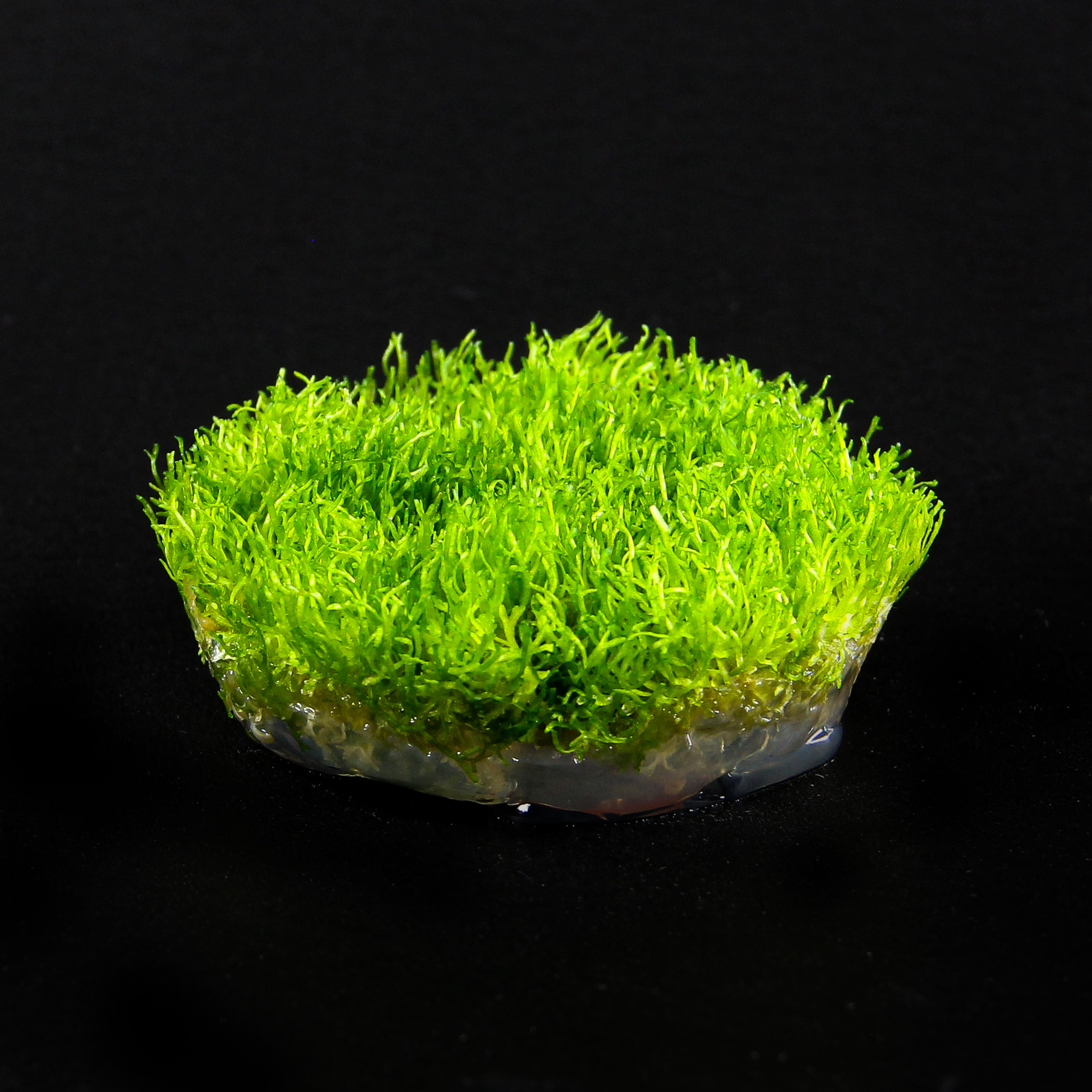 In-Vitro Riccia fluitans