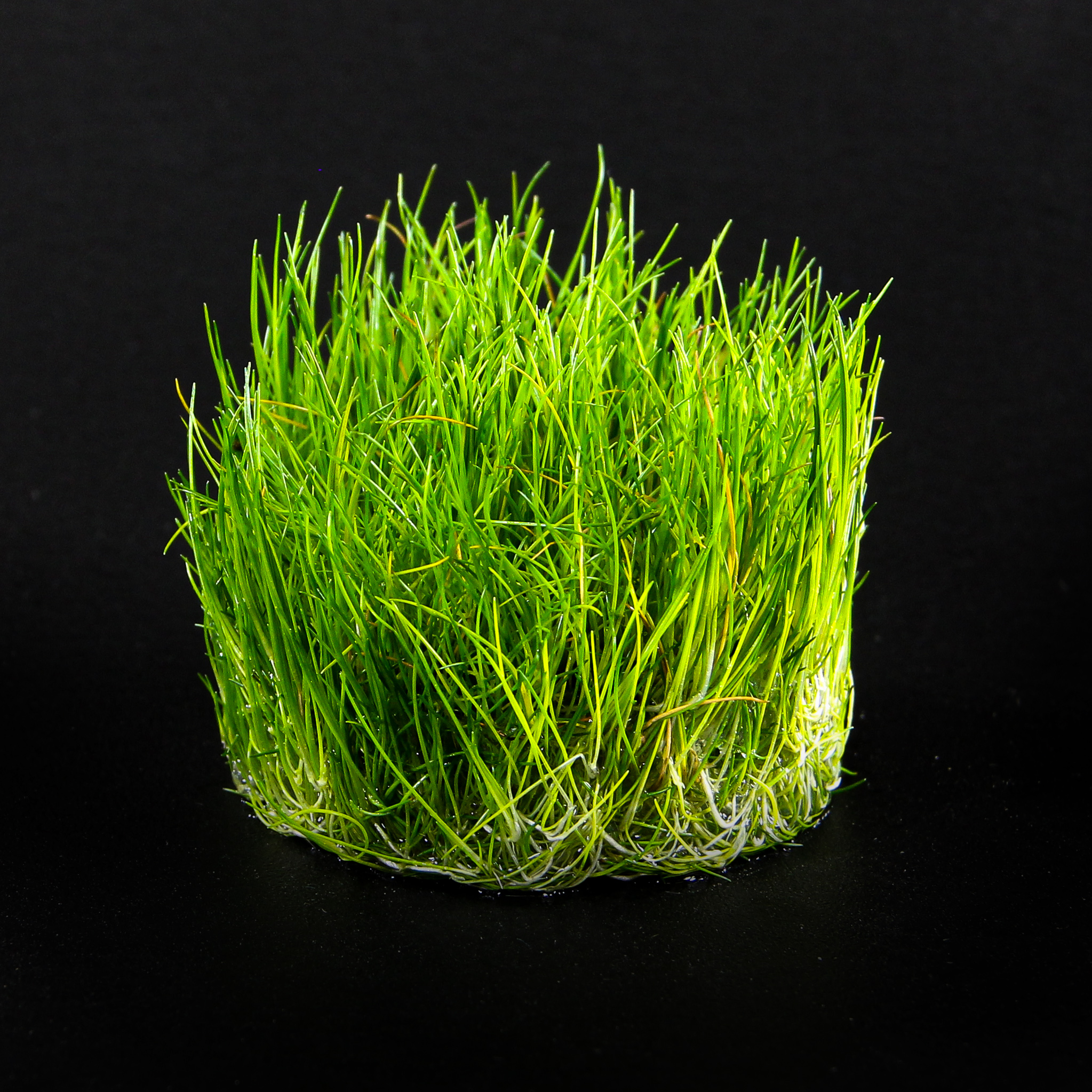 In-Vitro Eleocharis spec. Mini