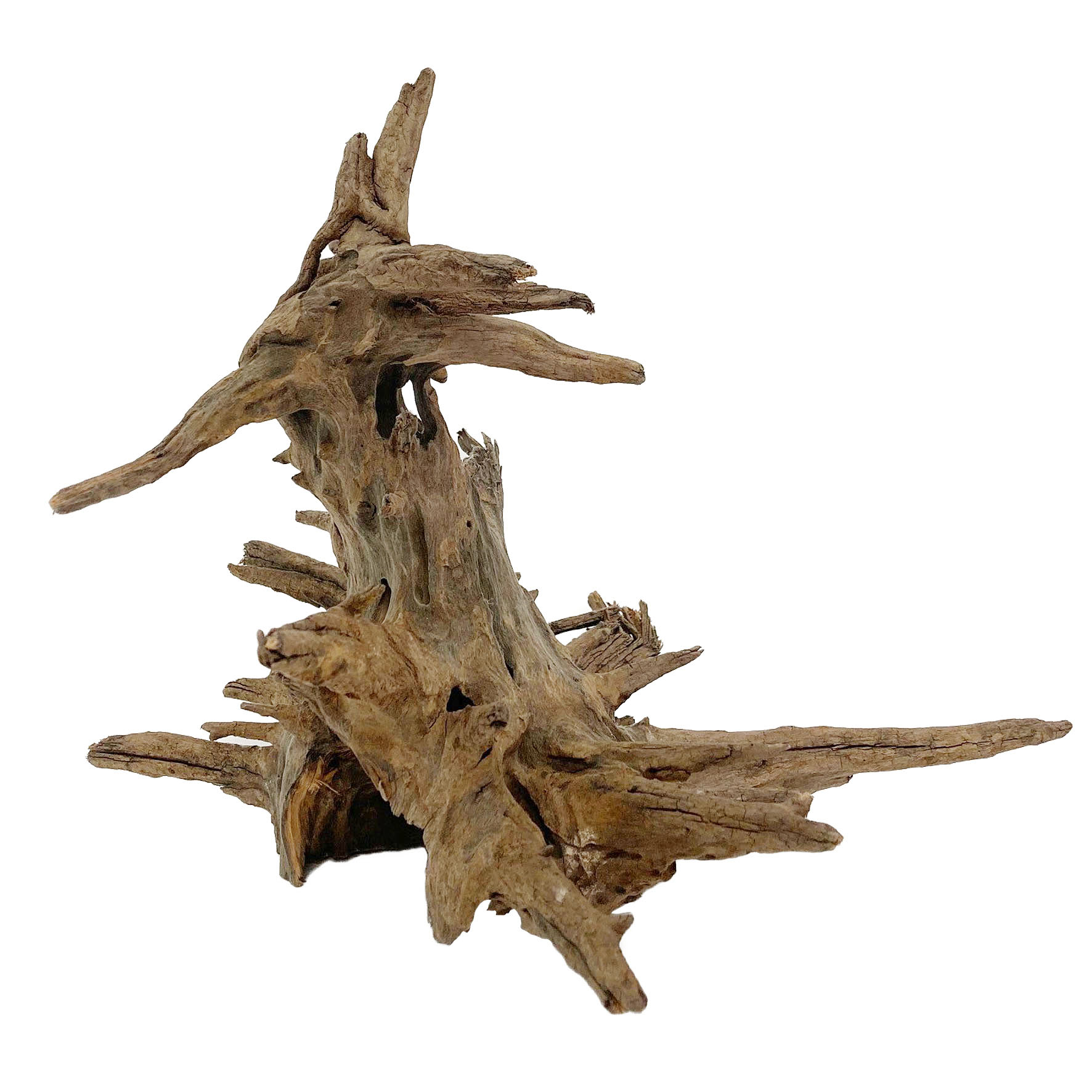 Amazonas Corbo Nano racines, 15-19cm