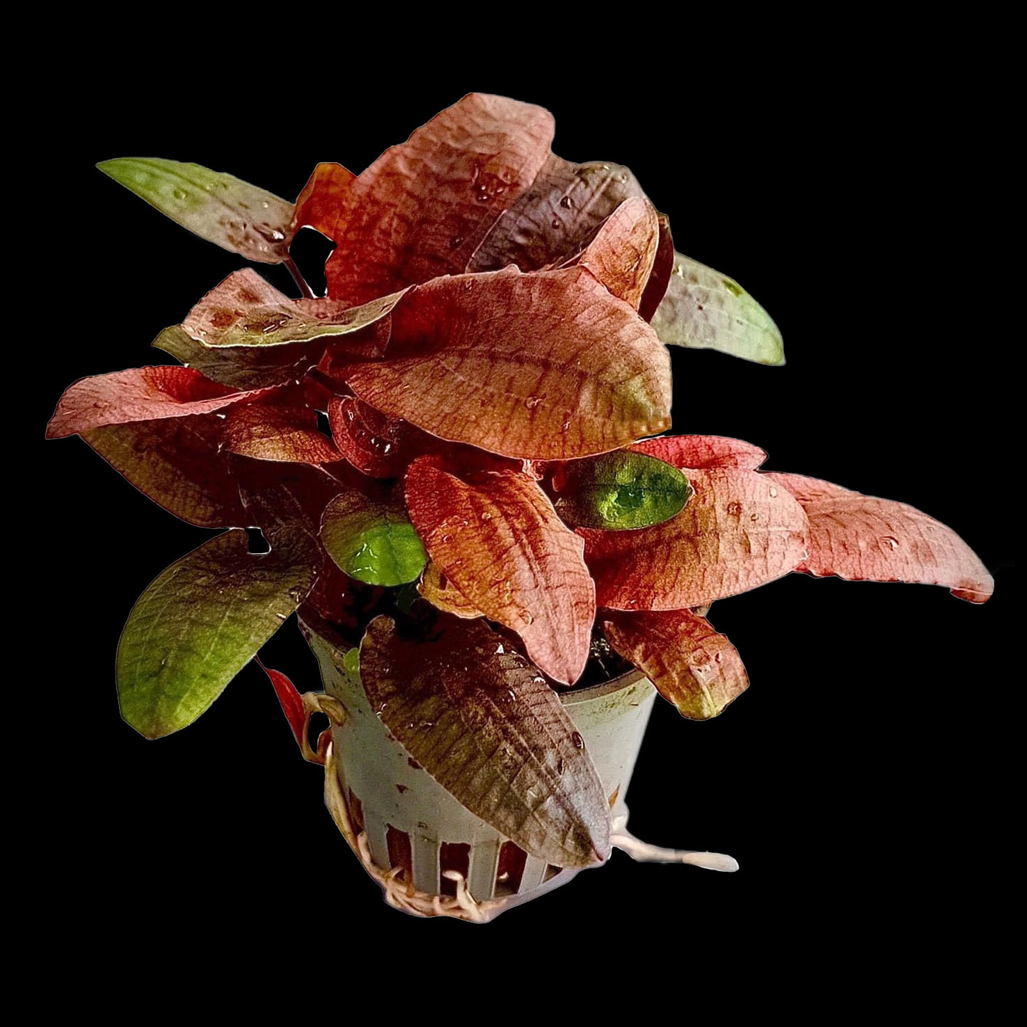 Amazonas Wasserkelch Cryptocorine Wendtii Fancy Pink