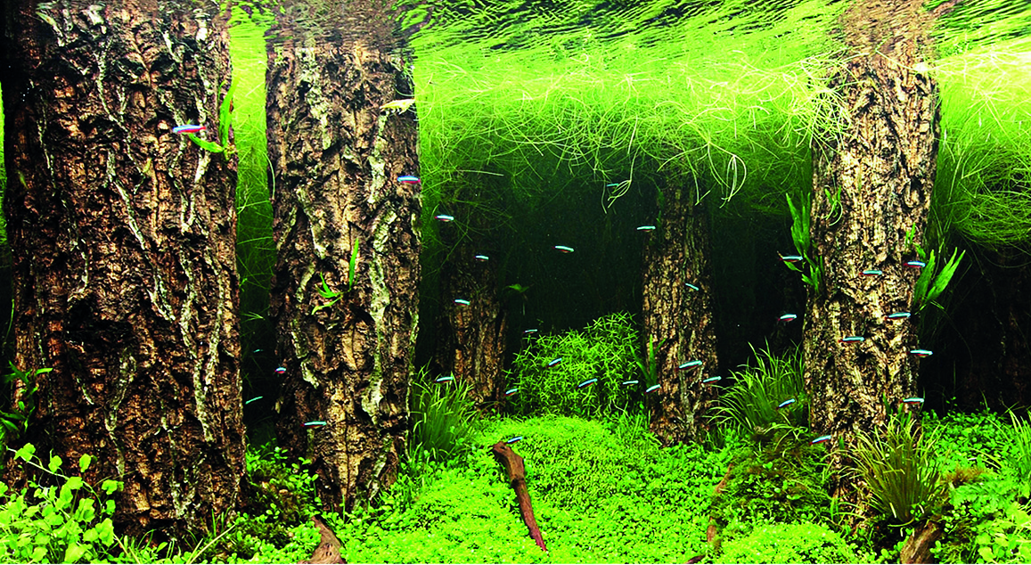 Fotorückwand Motive – Pflanzen & Wurzel, H: 60cm, Preis per Meter