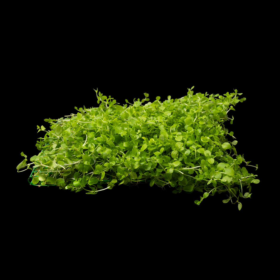 Micranthemum Umbrosum Mat