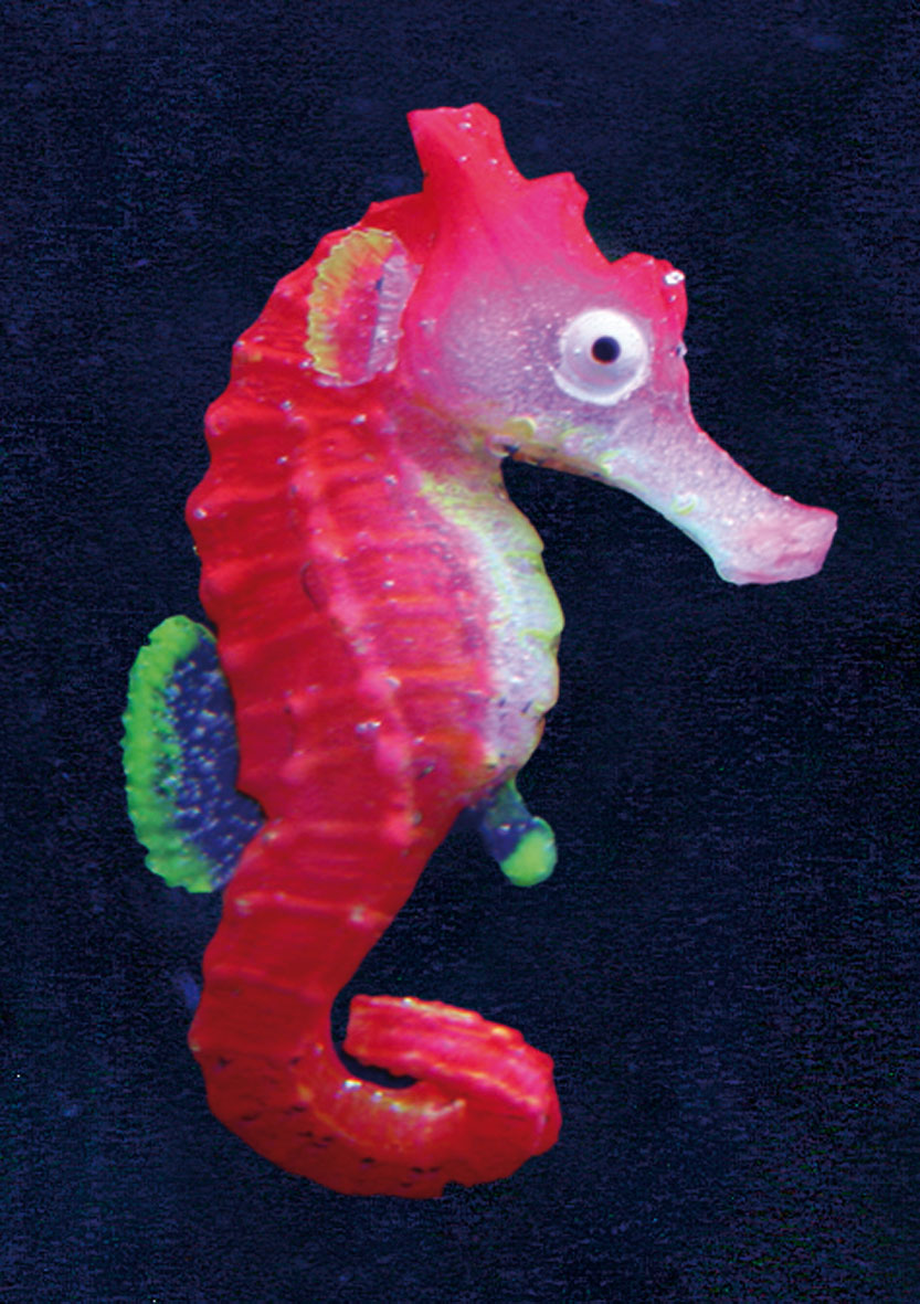 Amazonas Cheval marin