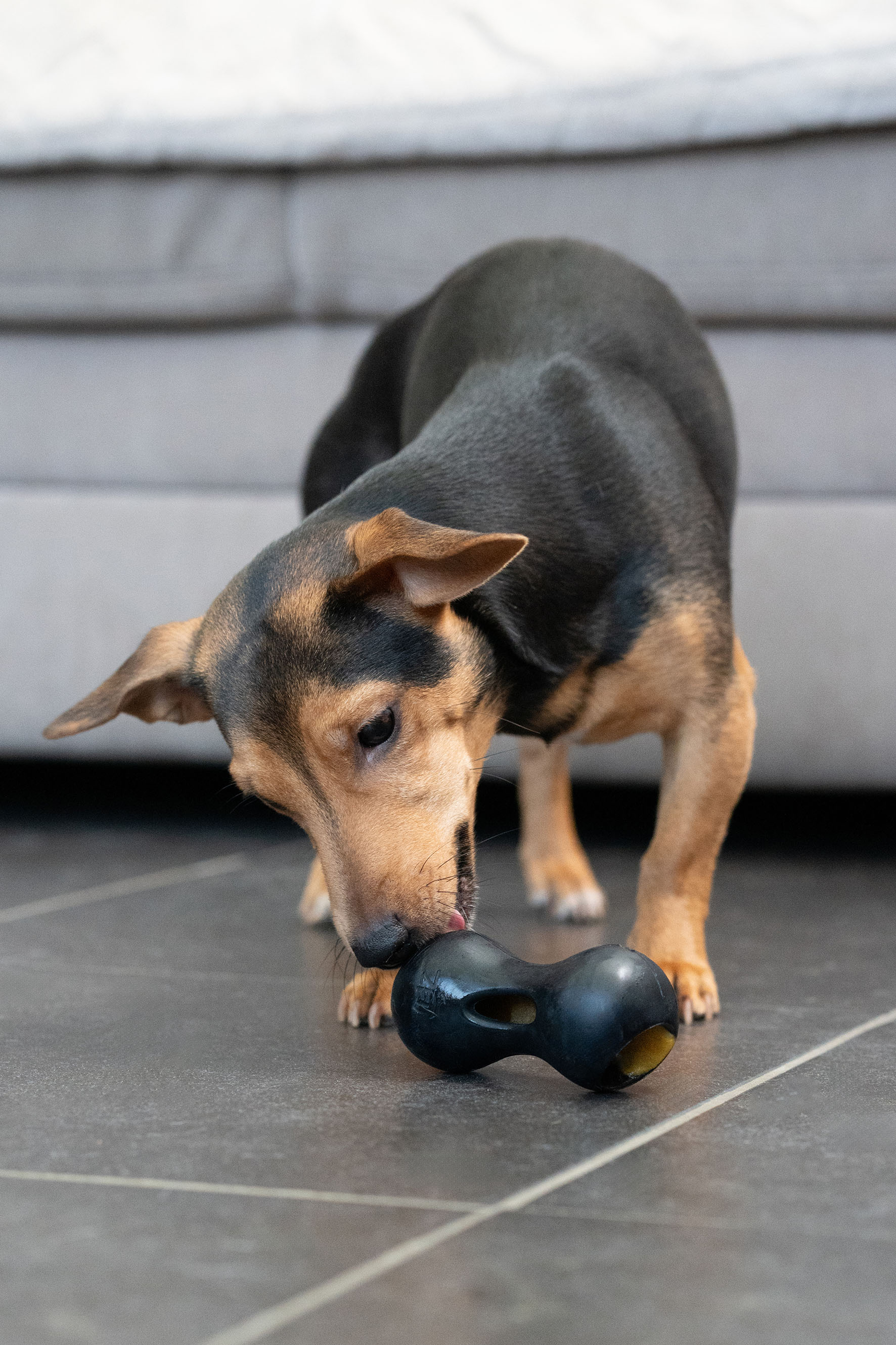 Zeus Chewchasers Rugby Ball, 12.5cm, schwarz