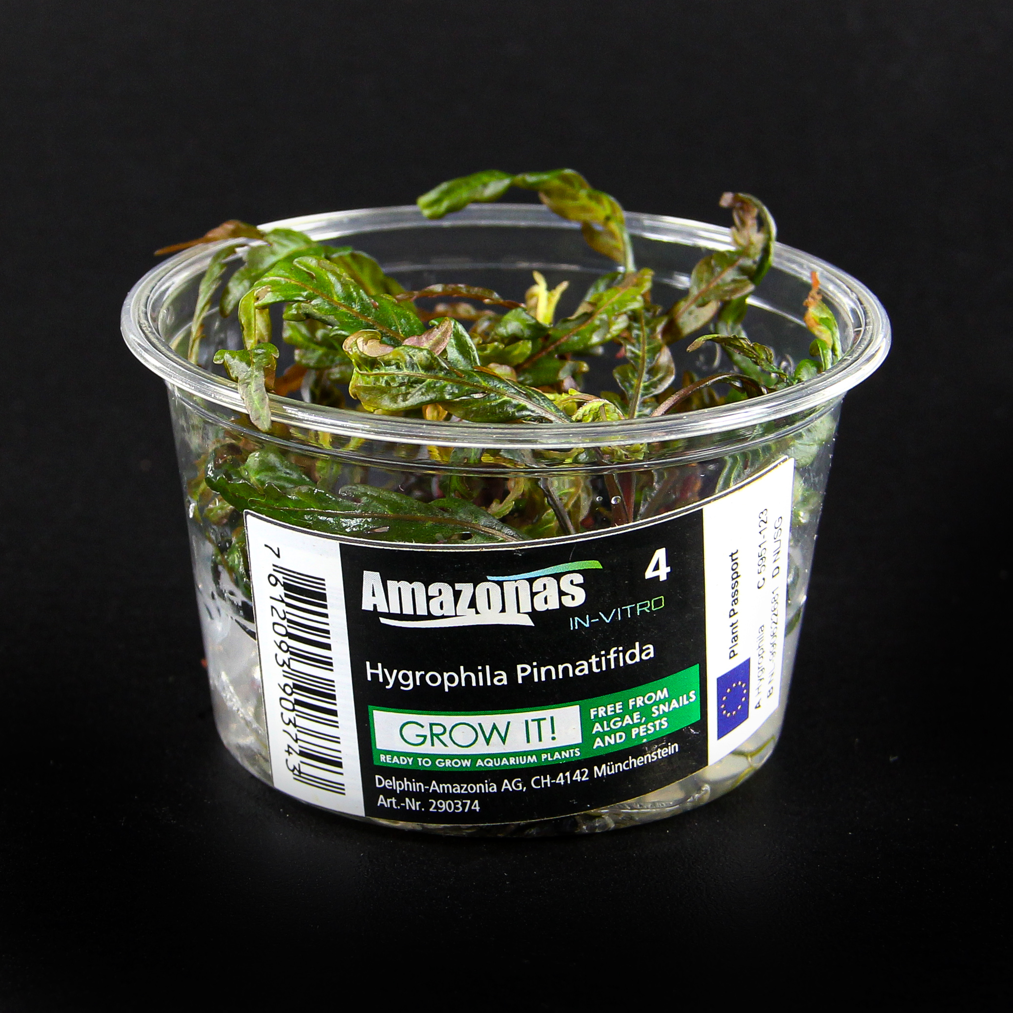 Hygrophila Pinnatifida in-vitro