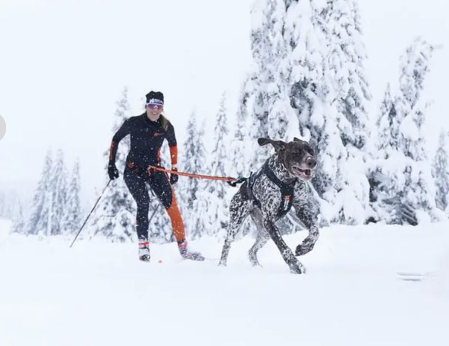 Non-stop Loype Belt pro - Loipen-Gurt schwarz/orange, M: 85-124cm