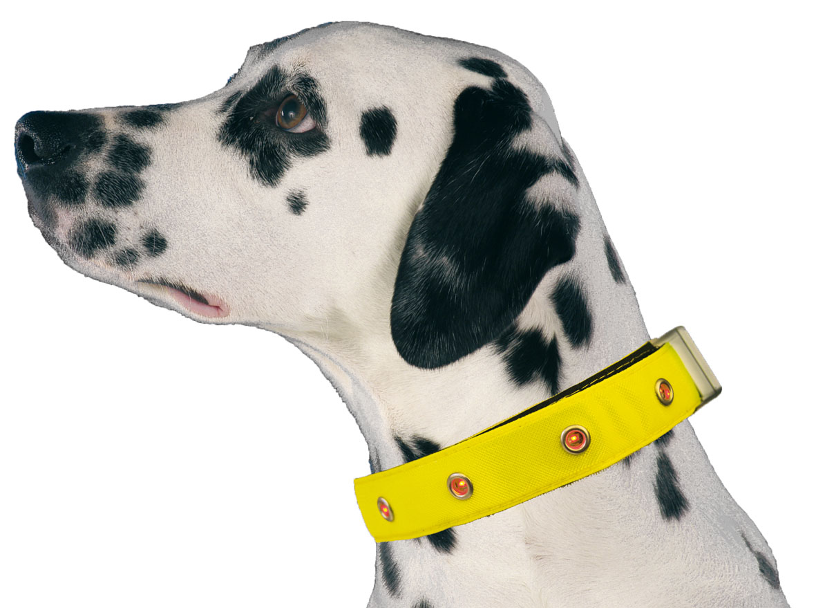 503161 swisspet LED Hunde-Leuchthalsband