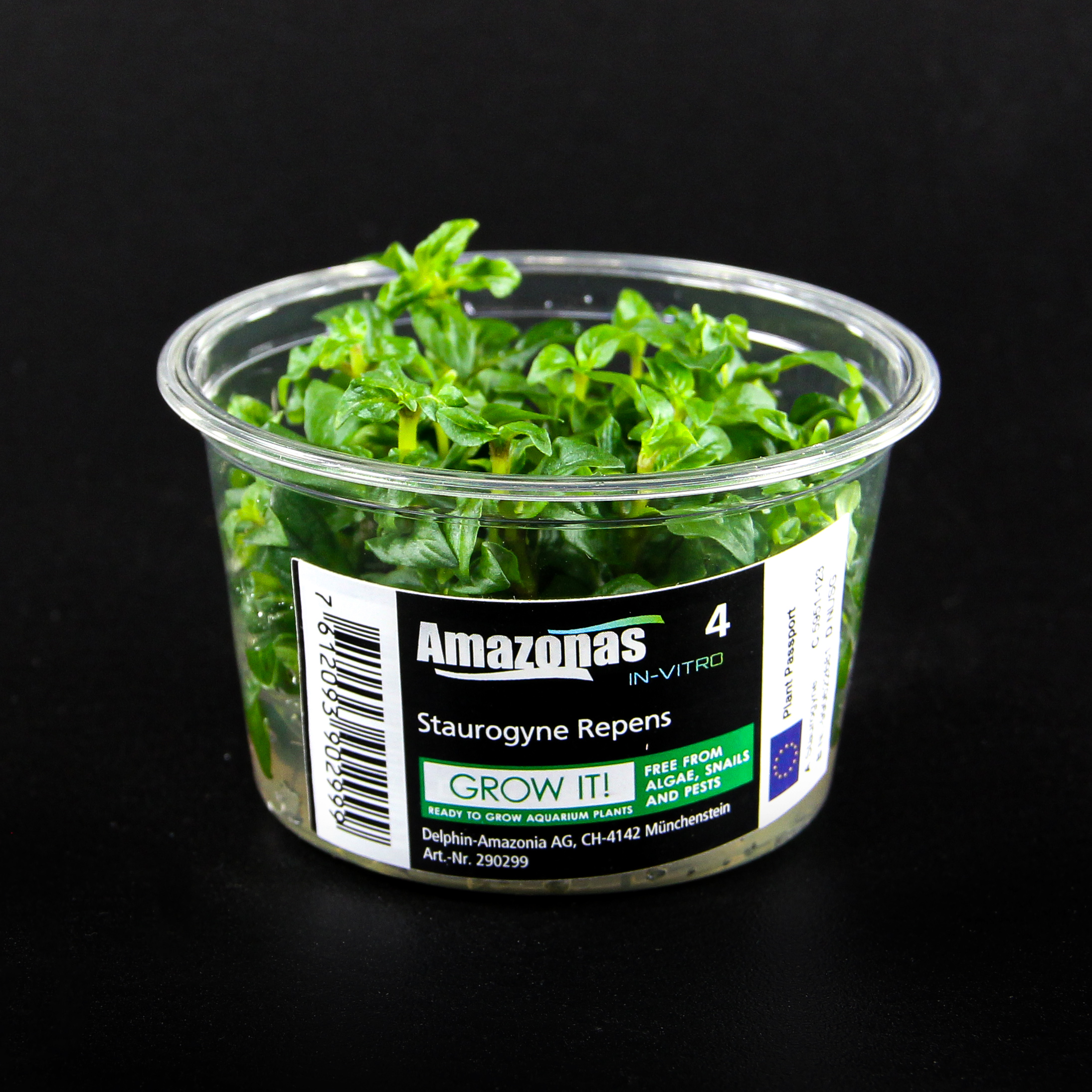 In-Vitro Staurogyne repens