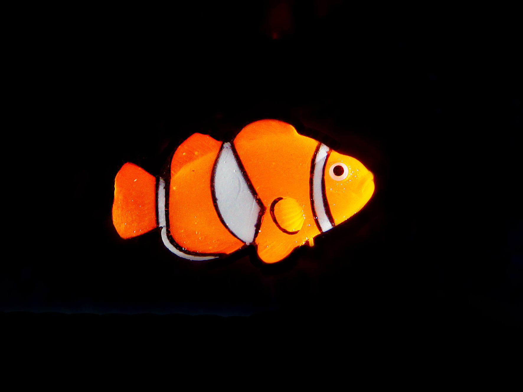 Amazonas Floating Clownfisch, orange