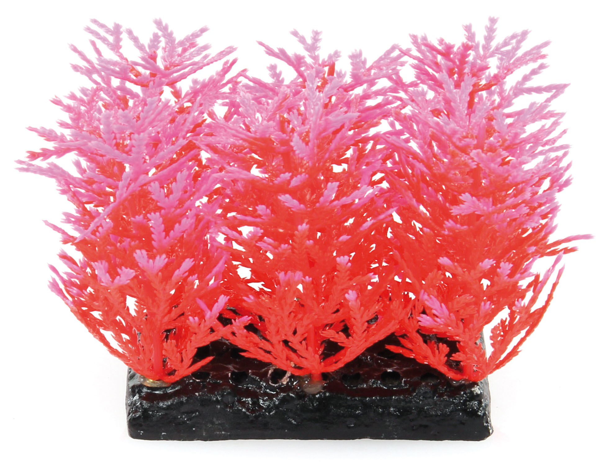 Amazonas Fantasy Plant PP rosa