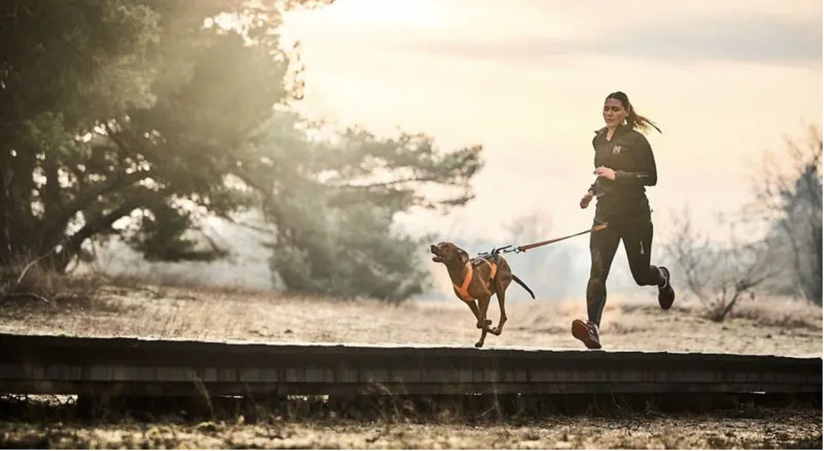 Non-stop CaniX Belt 2.0 - Cross-Gurt schwarz, M: 70-108cm 