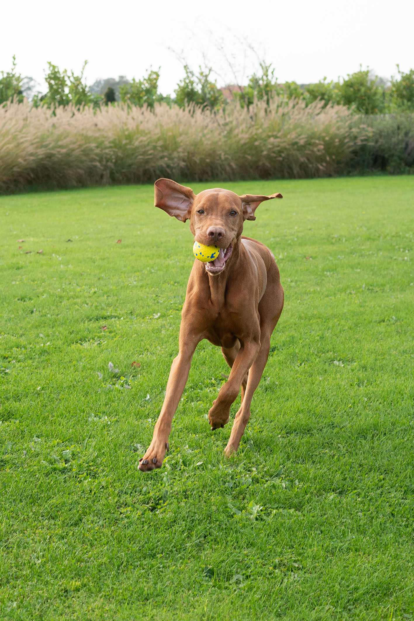 Zeus Nitro Ball, Gr. L, D=7.6cm, gelb