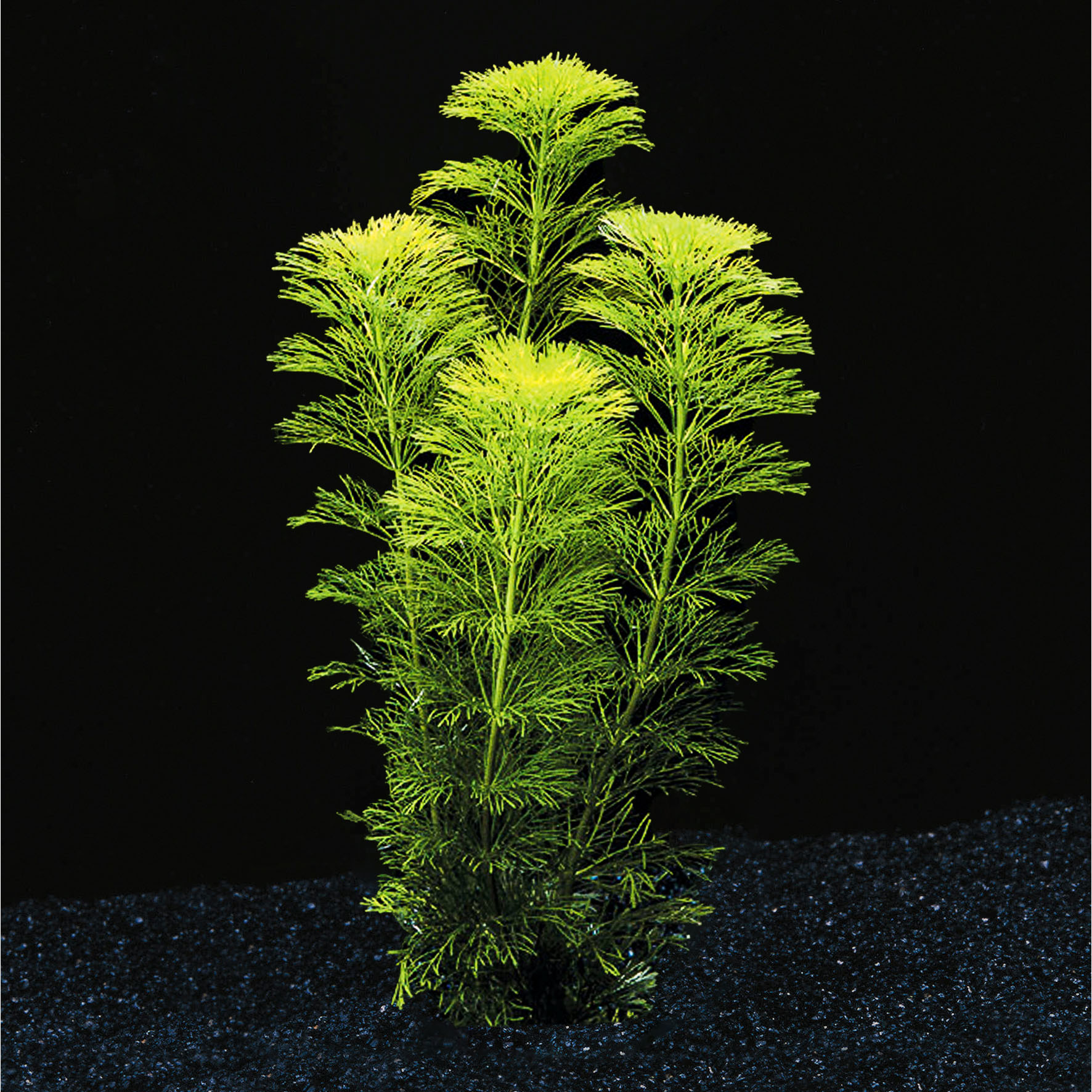 Amazonas Blütenstielloser Sumpffreund Limnophila Sessiliflora Amazonas Blütenstielloser Sumpffreund Limnophila Sessiliflora