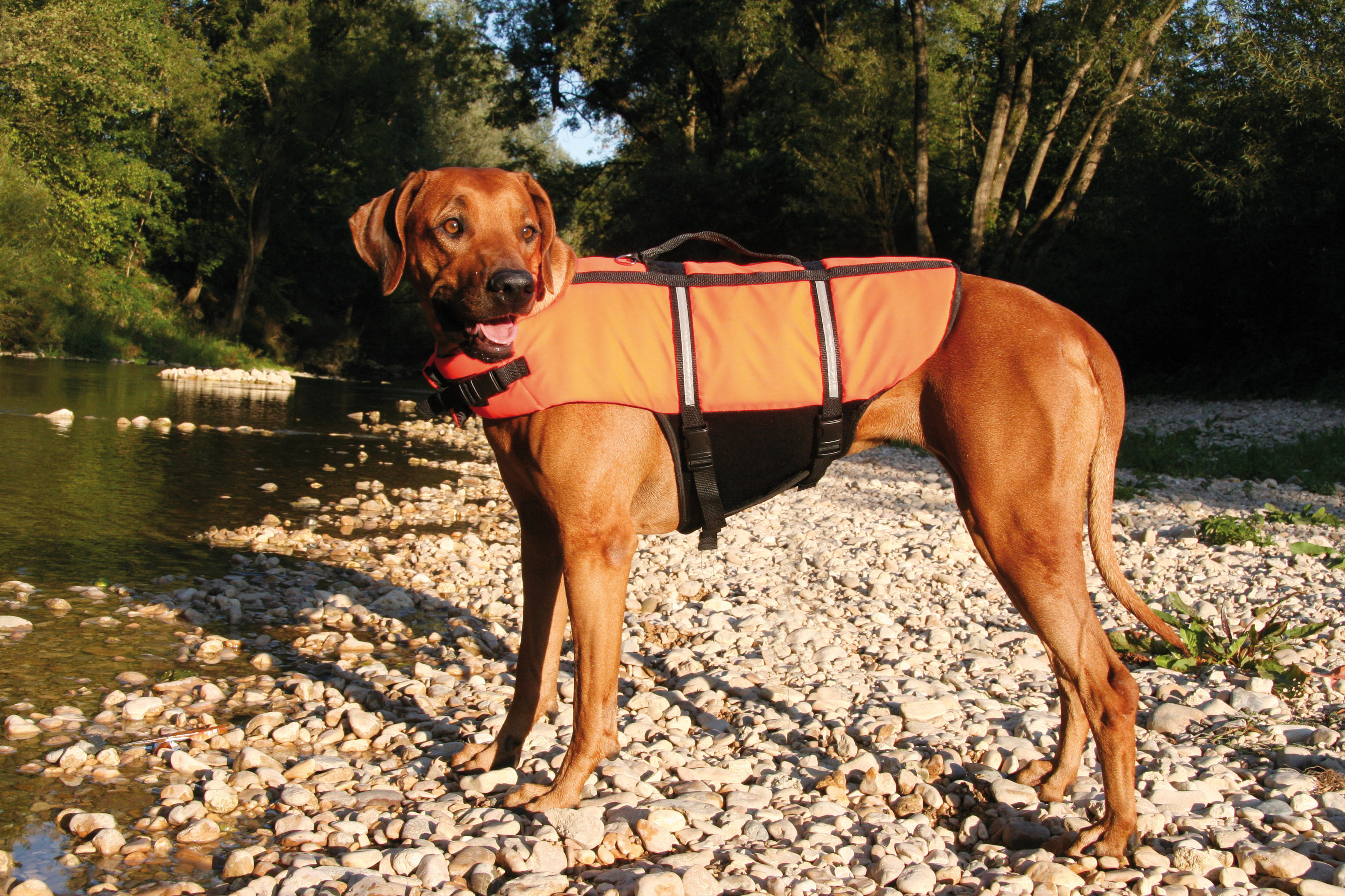 swisspet Sicherheits-Schwimmweste, 45cm