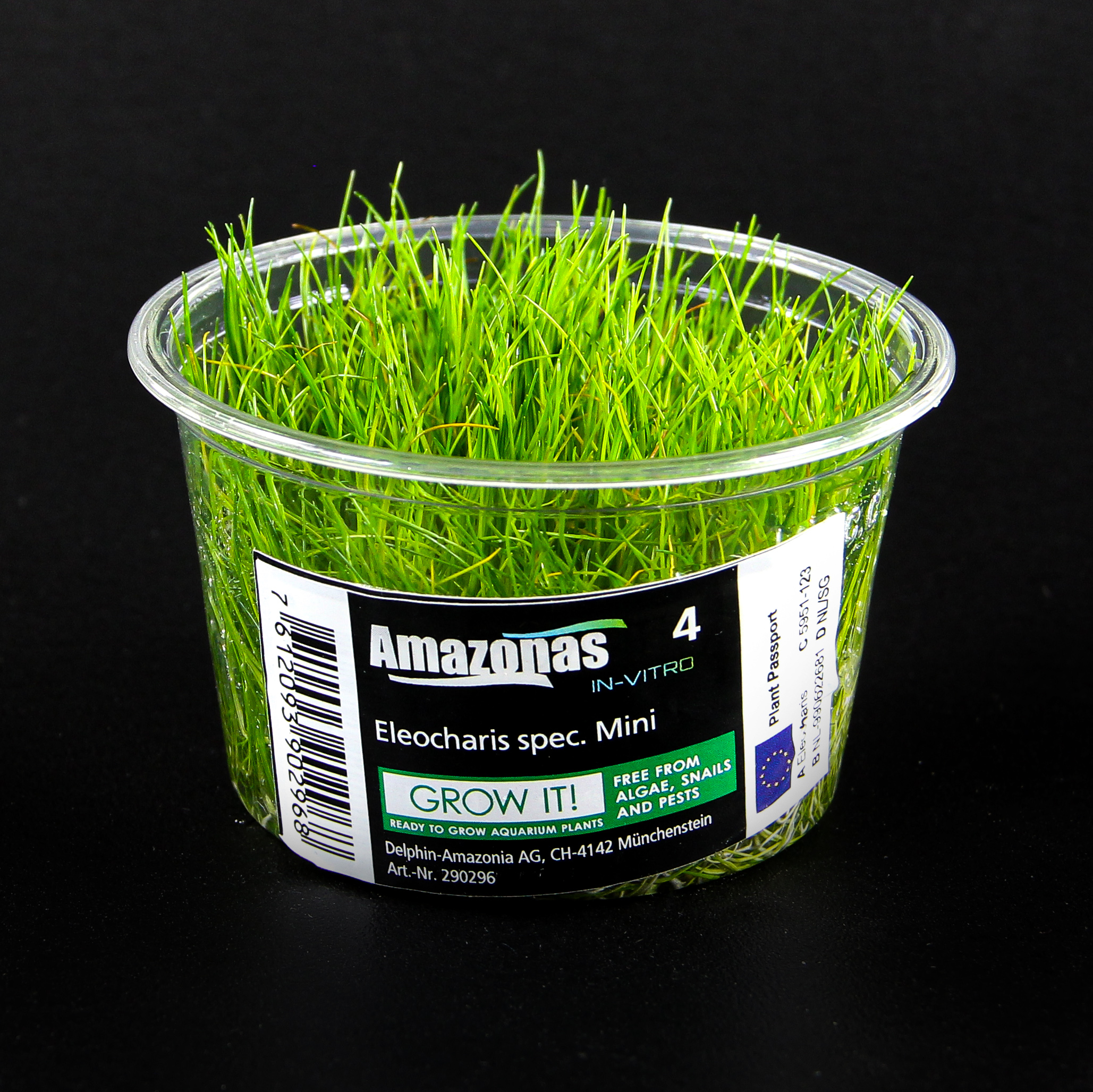 In-Vitro Eleocharis spec. Mini