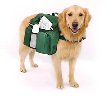 Unterwegs mit dem Hund