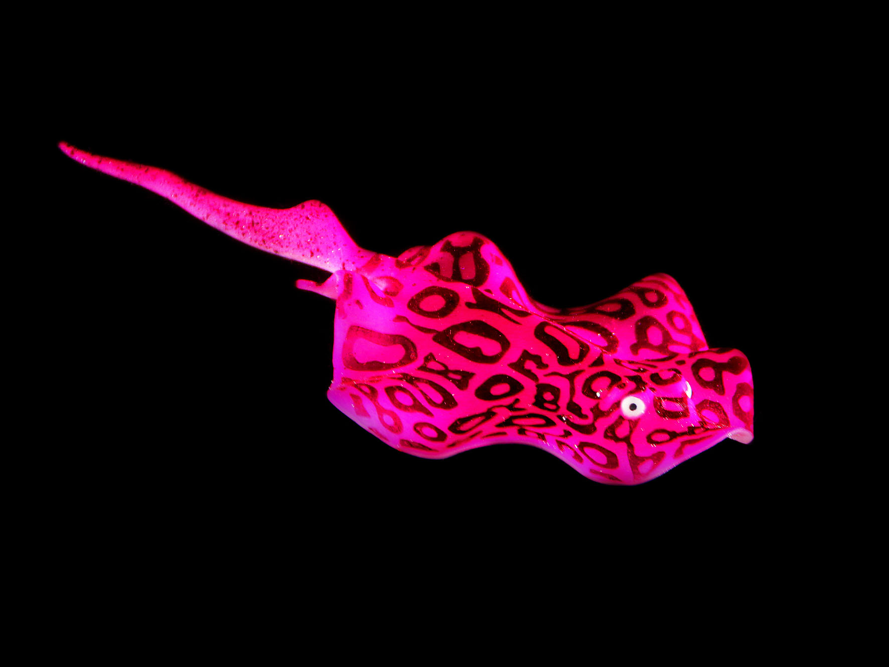 Amazonas Floating Stachelrochen, pink