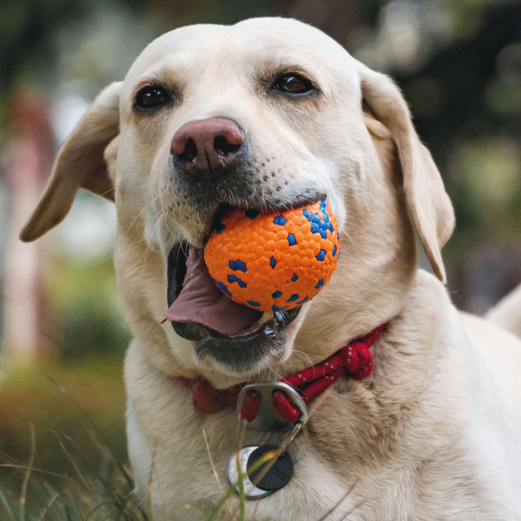 M-Pets Hundespielzeug Bloom Ball IV, Orange & Blau, D=7cm