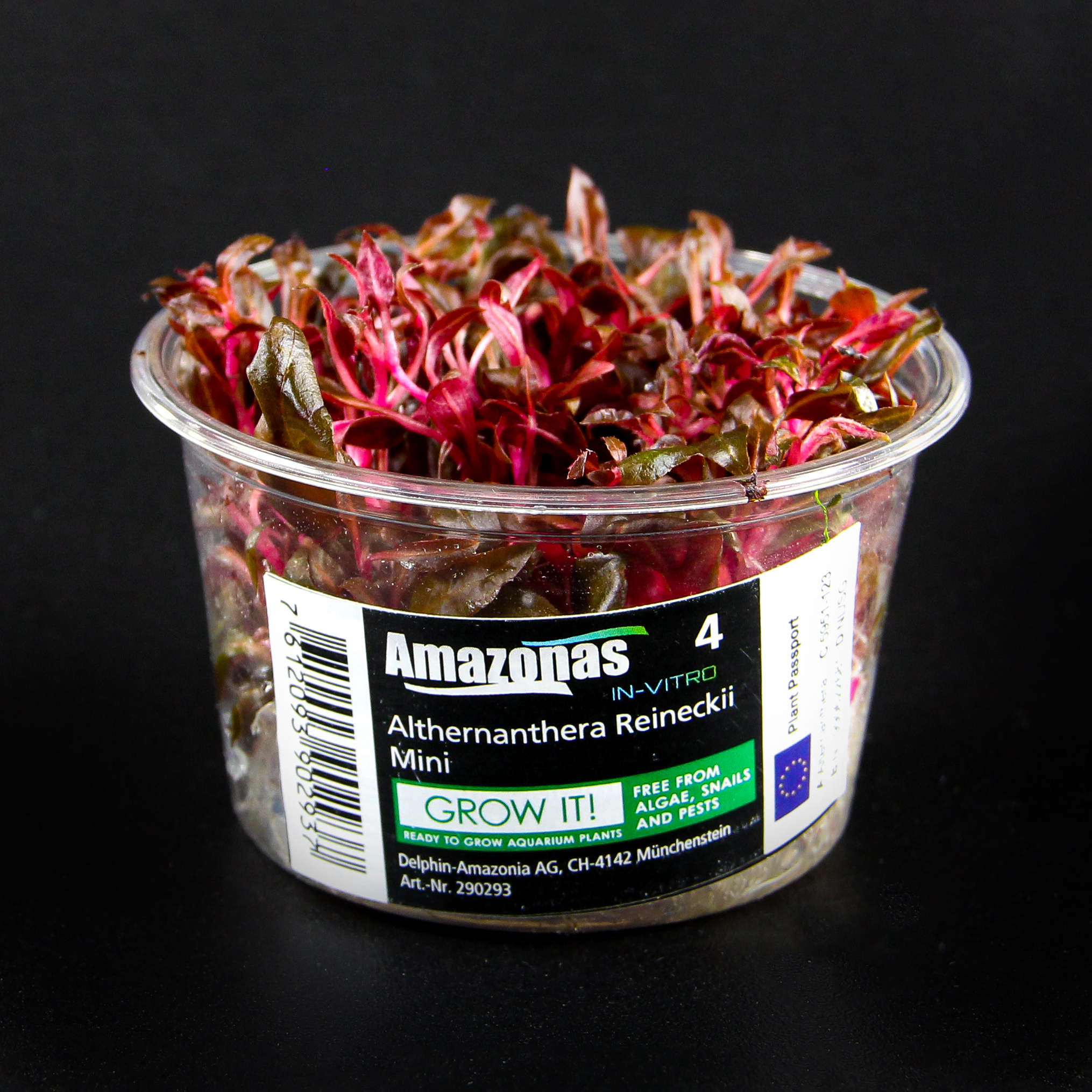 In-Vitro Althernanthera reineckii