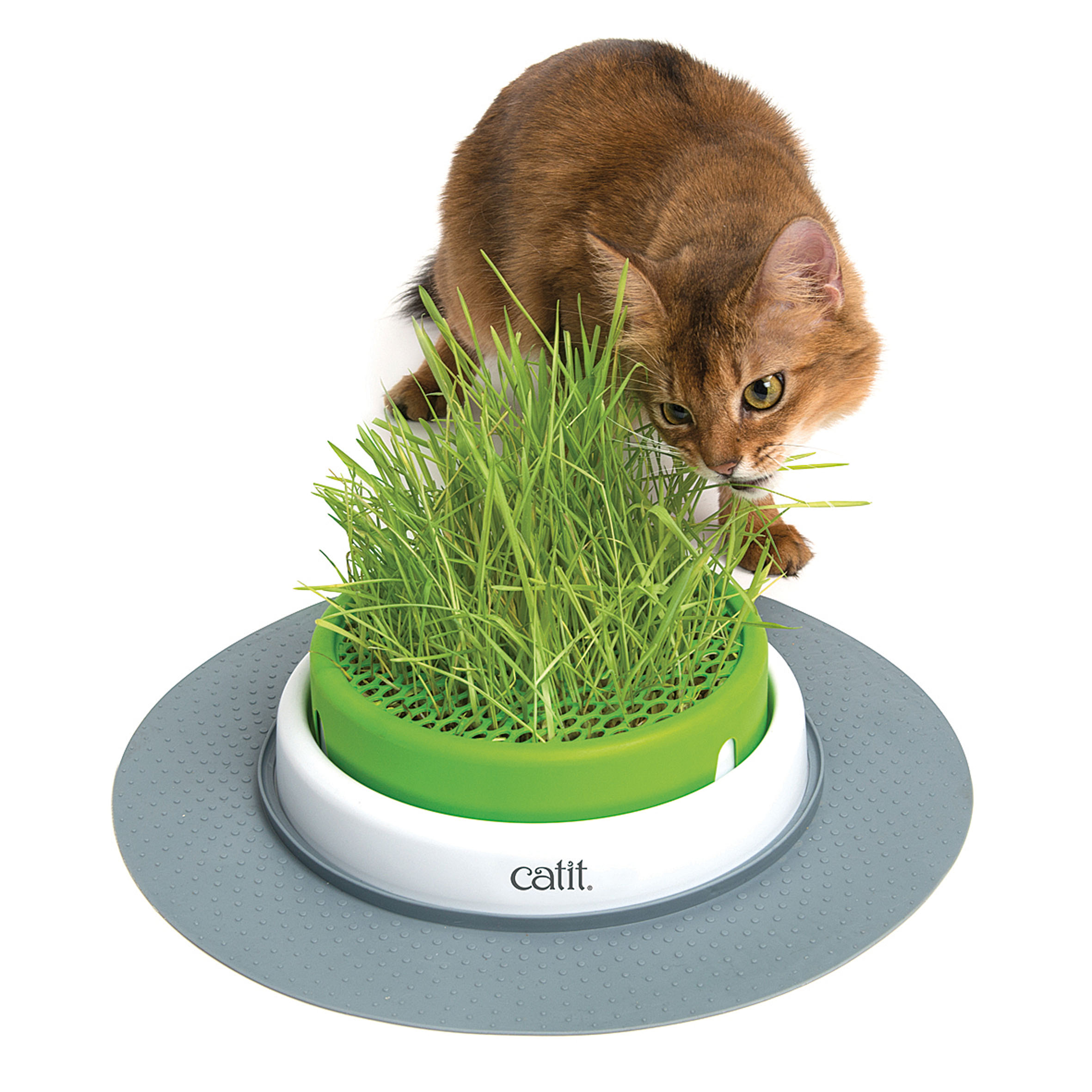 Catit Senses 2.0 Grass Planter Catit Senses 2.0 Grass Planter