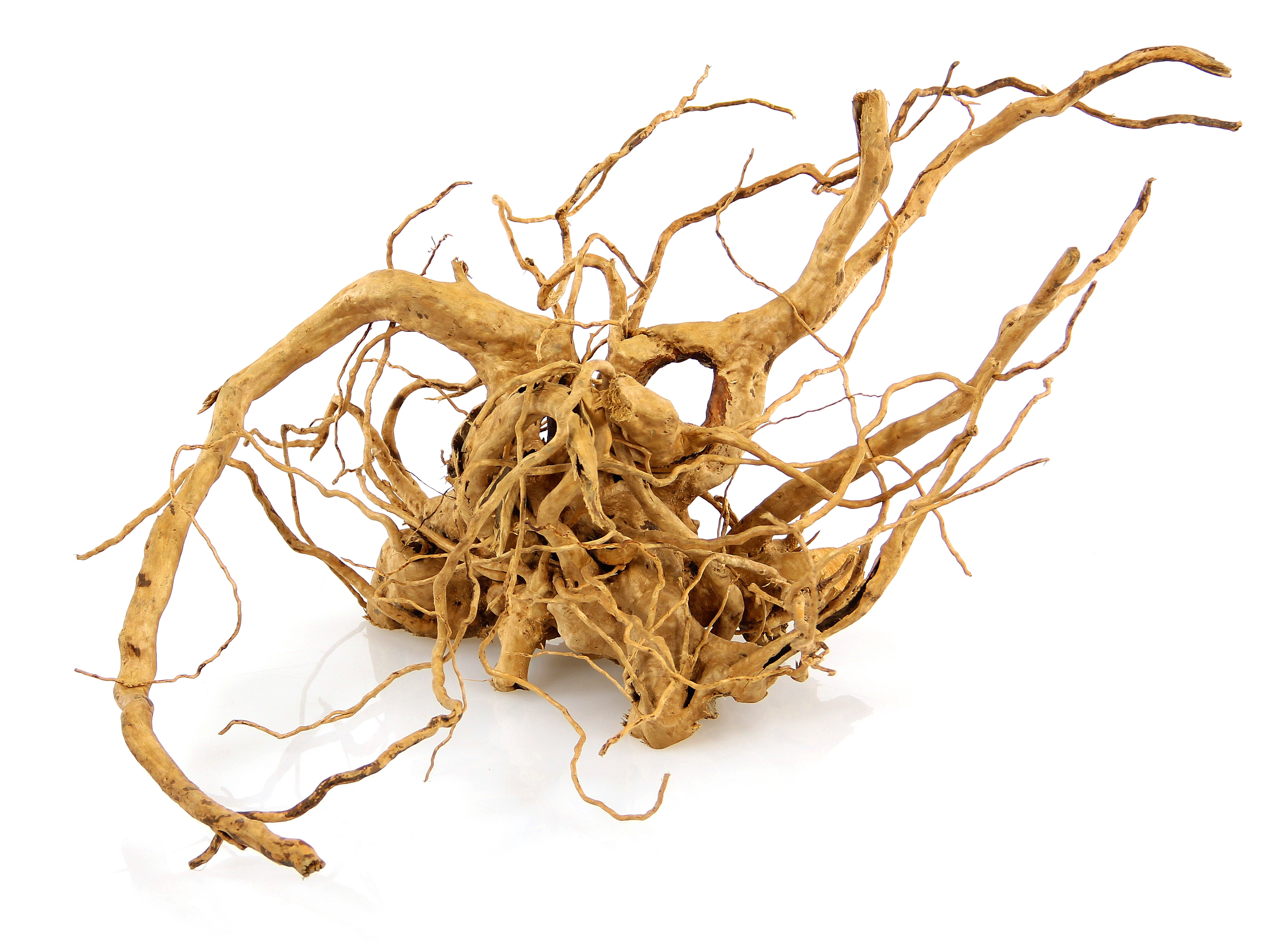 Finger racines L, 40-60cm