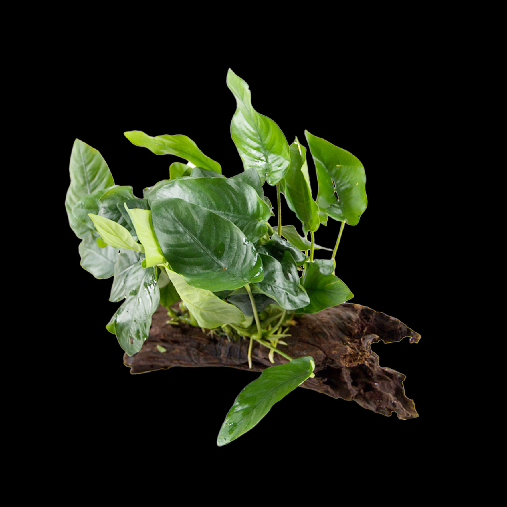 Amzonas Anubia Nana Midi Hou