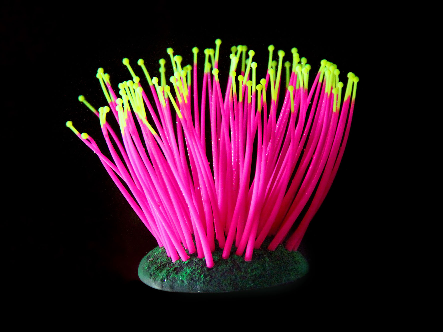 Amazonas Kunststoffpflanzen FLUO Sea-Anemone, pink
