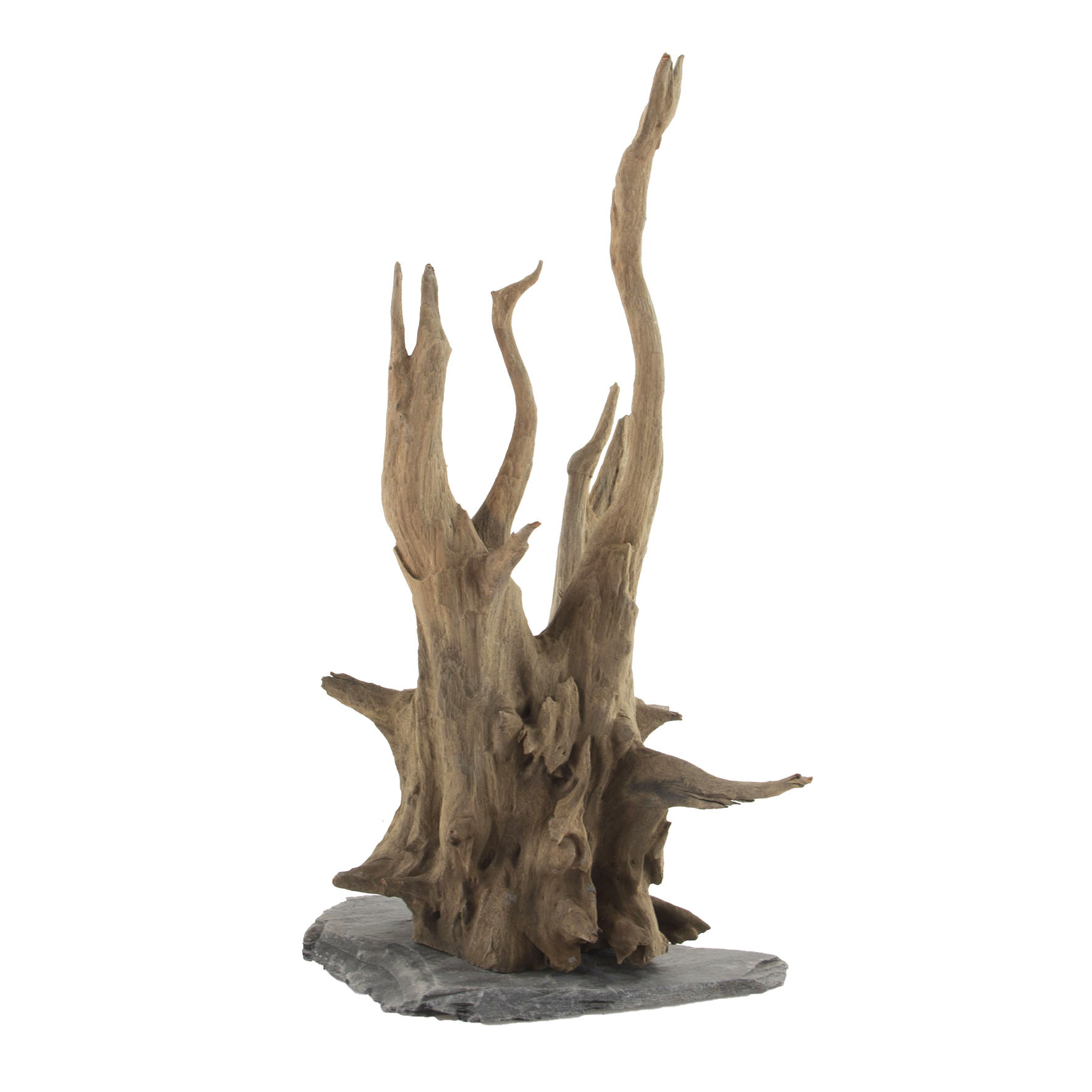 Ankor Tree - 30-35cm
