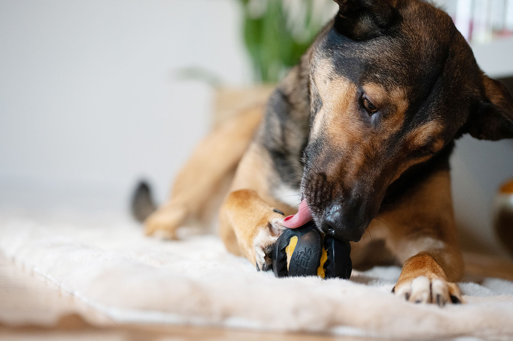 Zeus Chewchasers Ball, D=7.6cm, schwarz