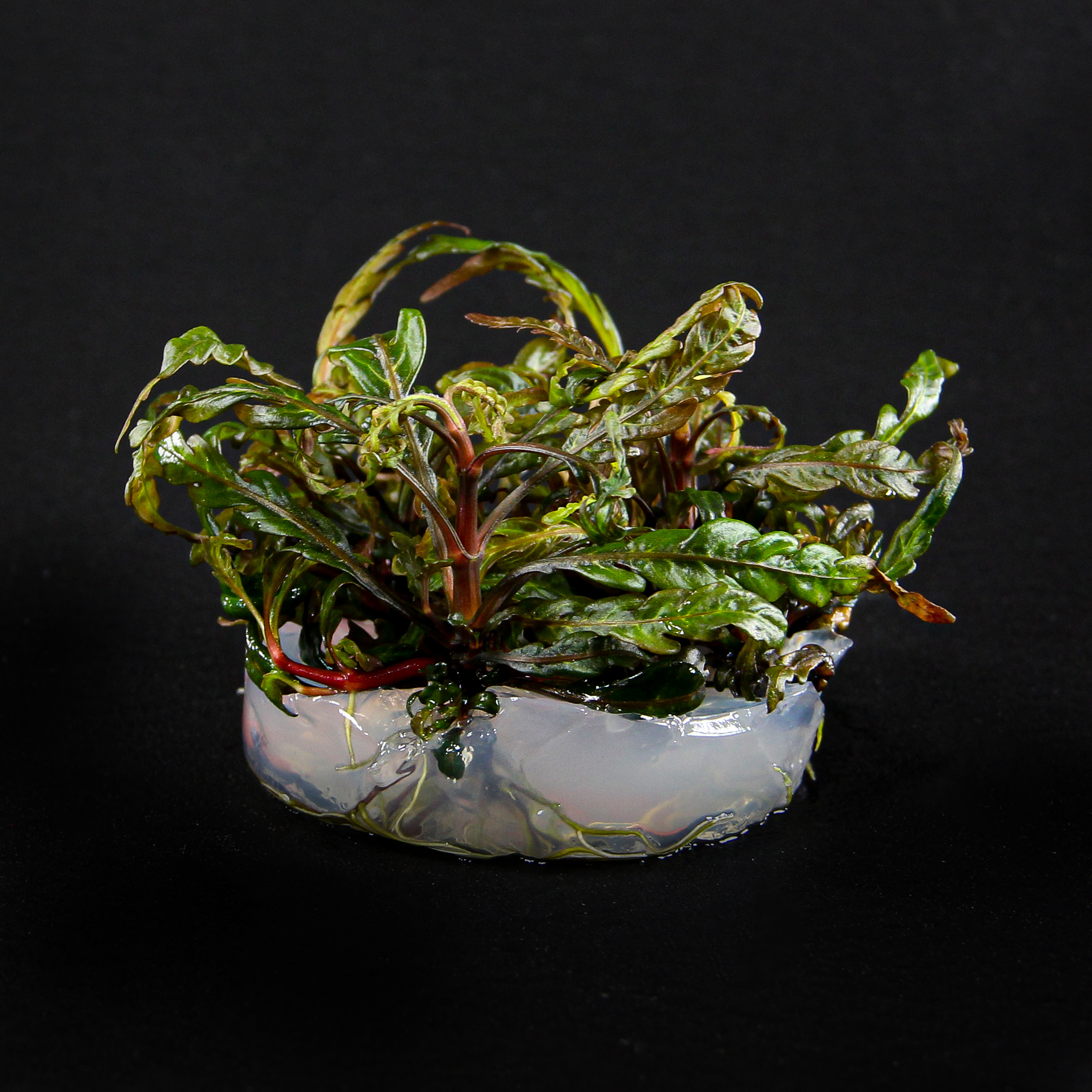 Hygrophila Pinnatifida in-vitro