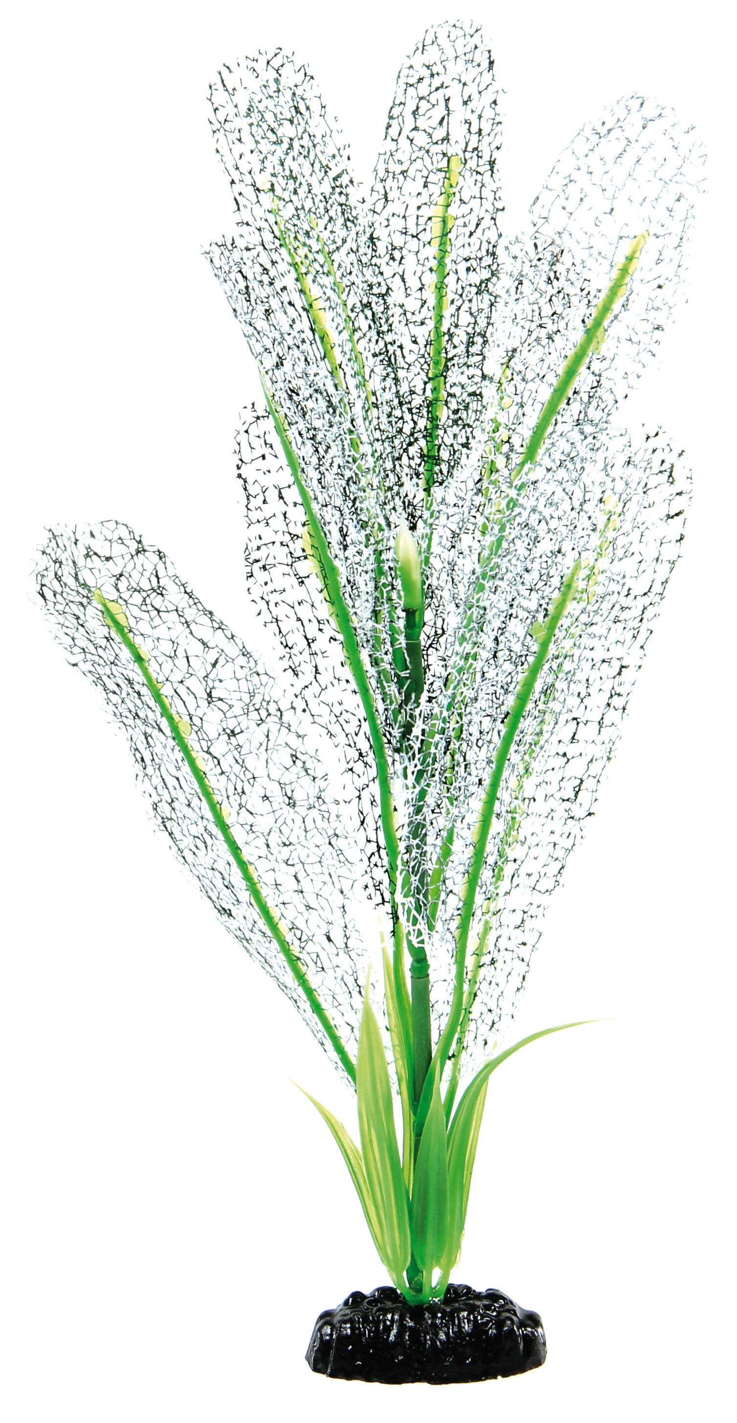 Amazonas Fantasy Plant BPS blanche