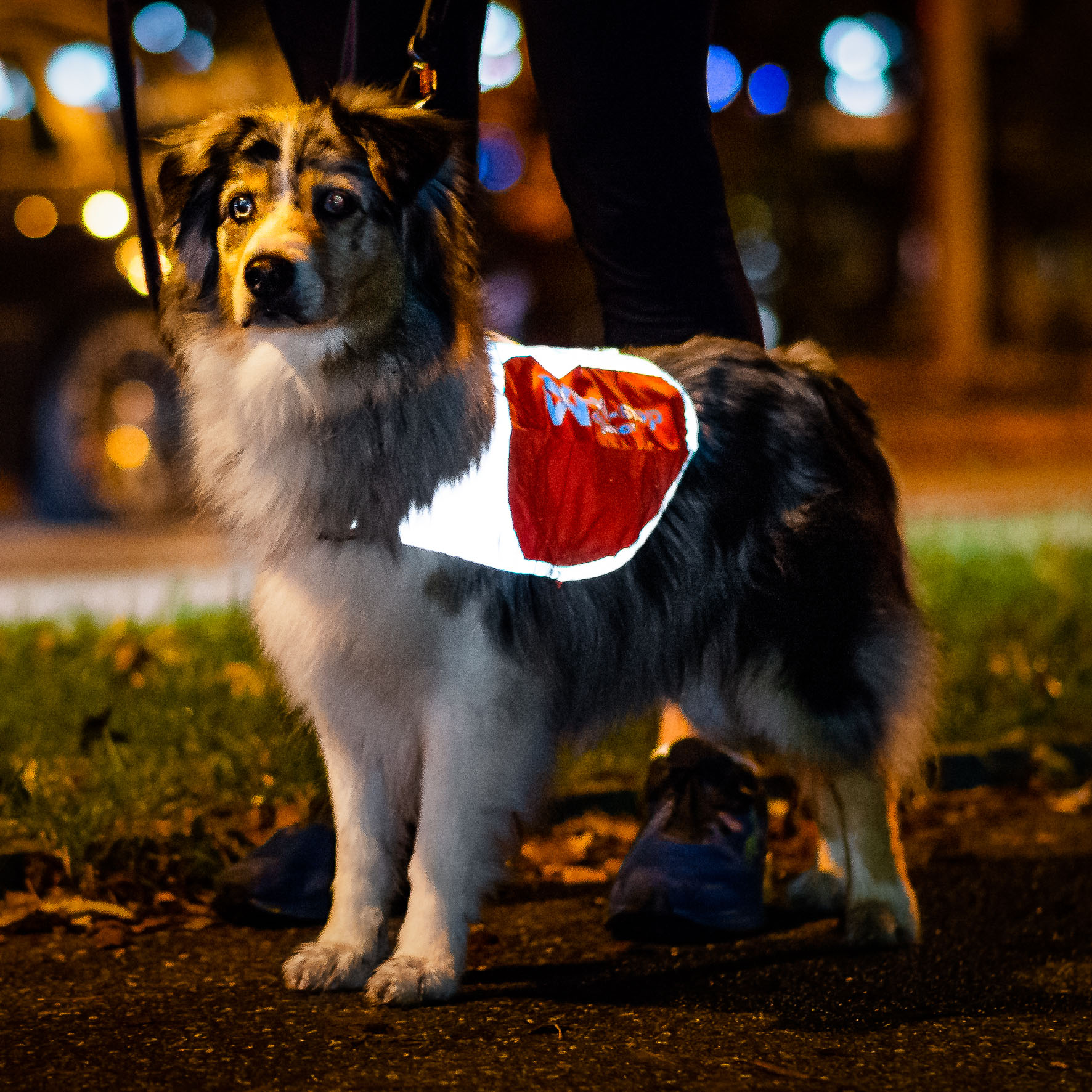 Non-stop Hunde-Reflektierweste, L, orange