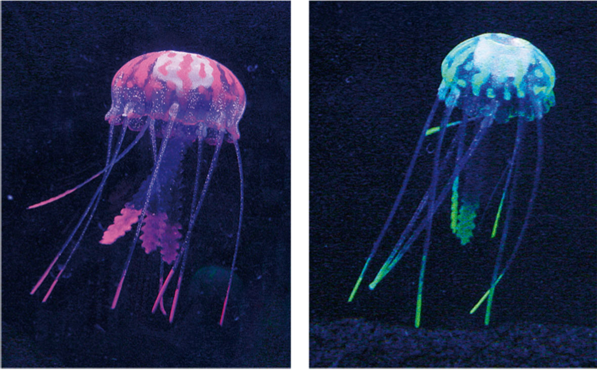 Amazonas Quallen, gelb-violett