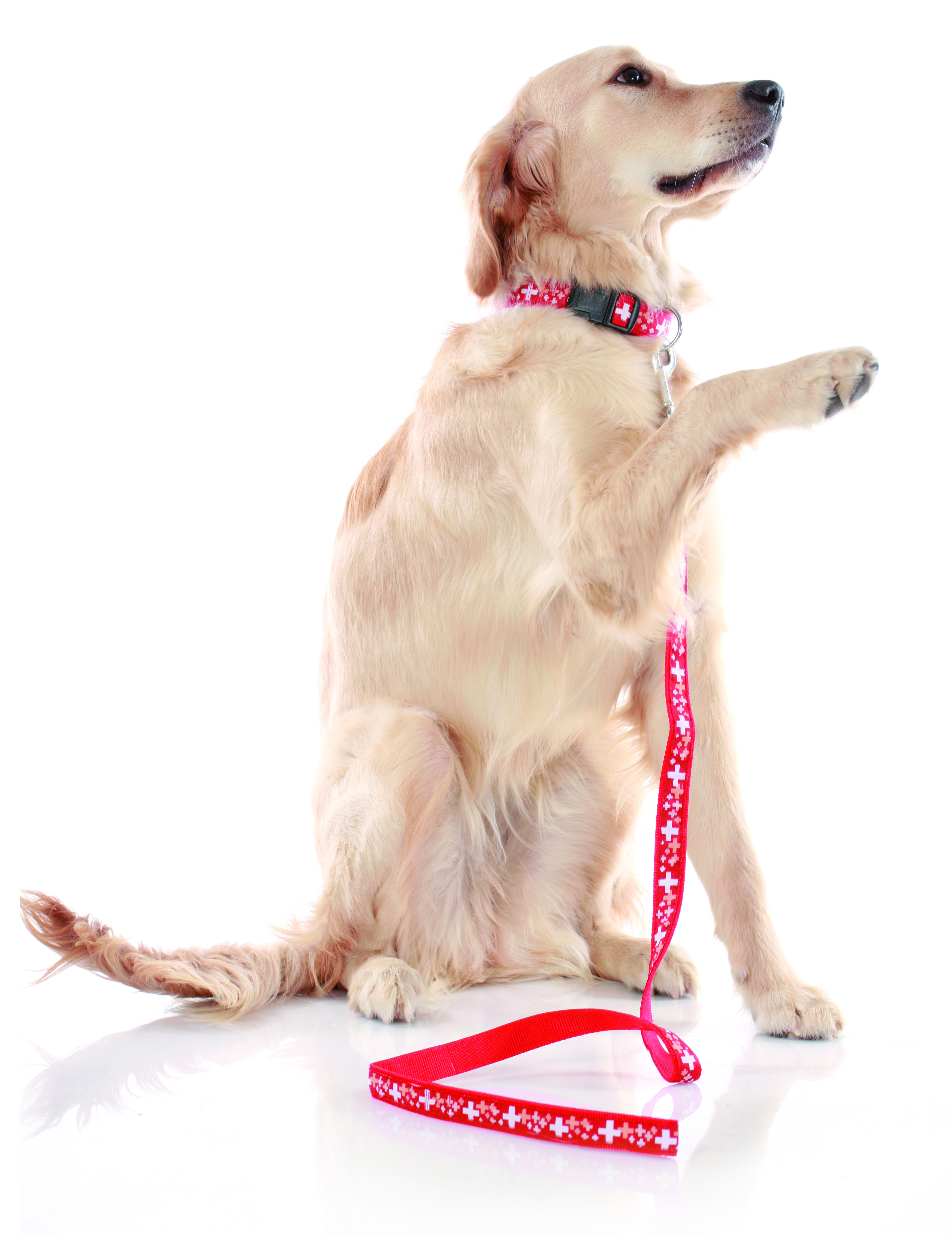 swisspet SwissLine collier, 25mm/40-56cm