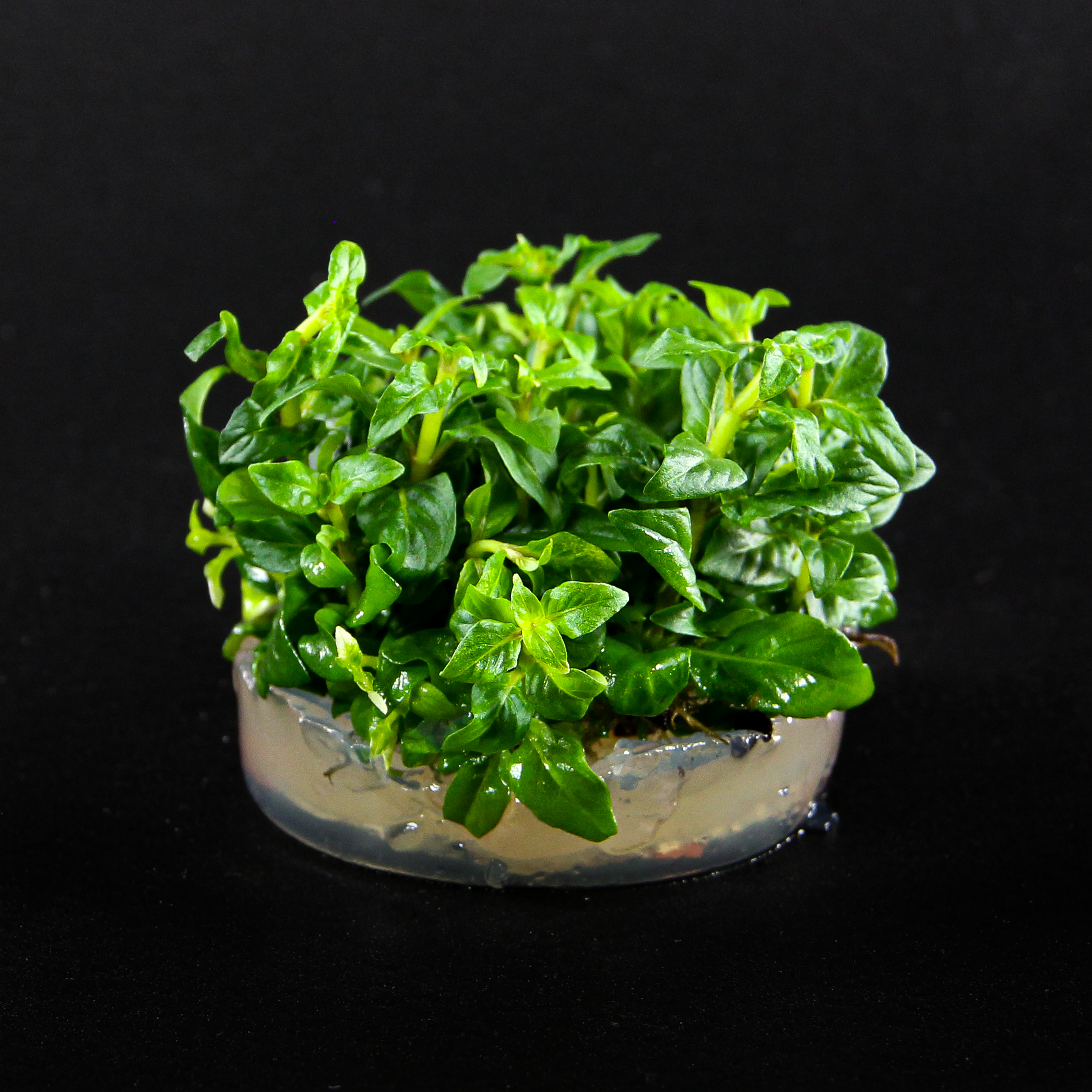 In-Vitro Staurogyne repens